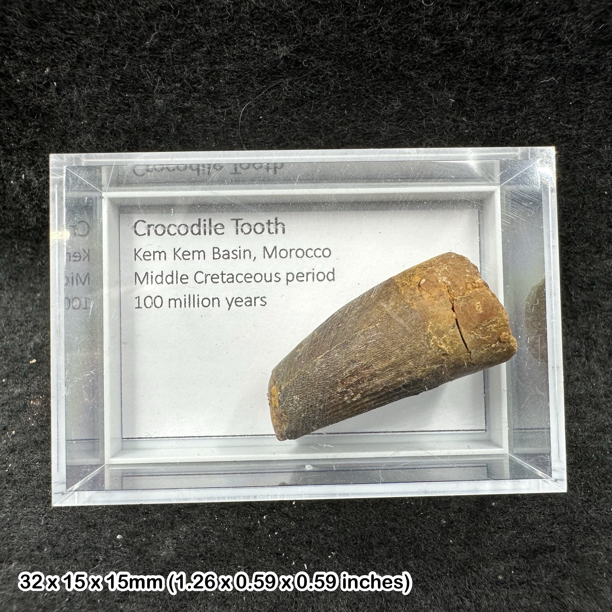 Fossil Crocodile Tooth Genuine Cretaceous Kem Kem Morocco Dinosaur Era Fossil COA