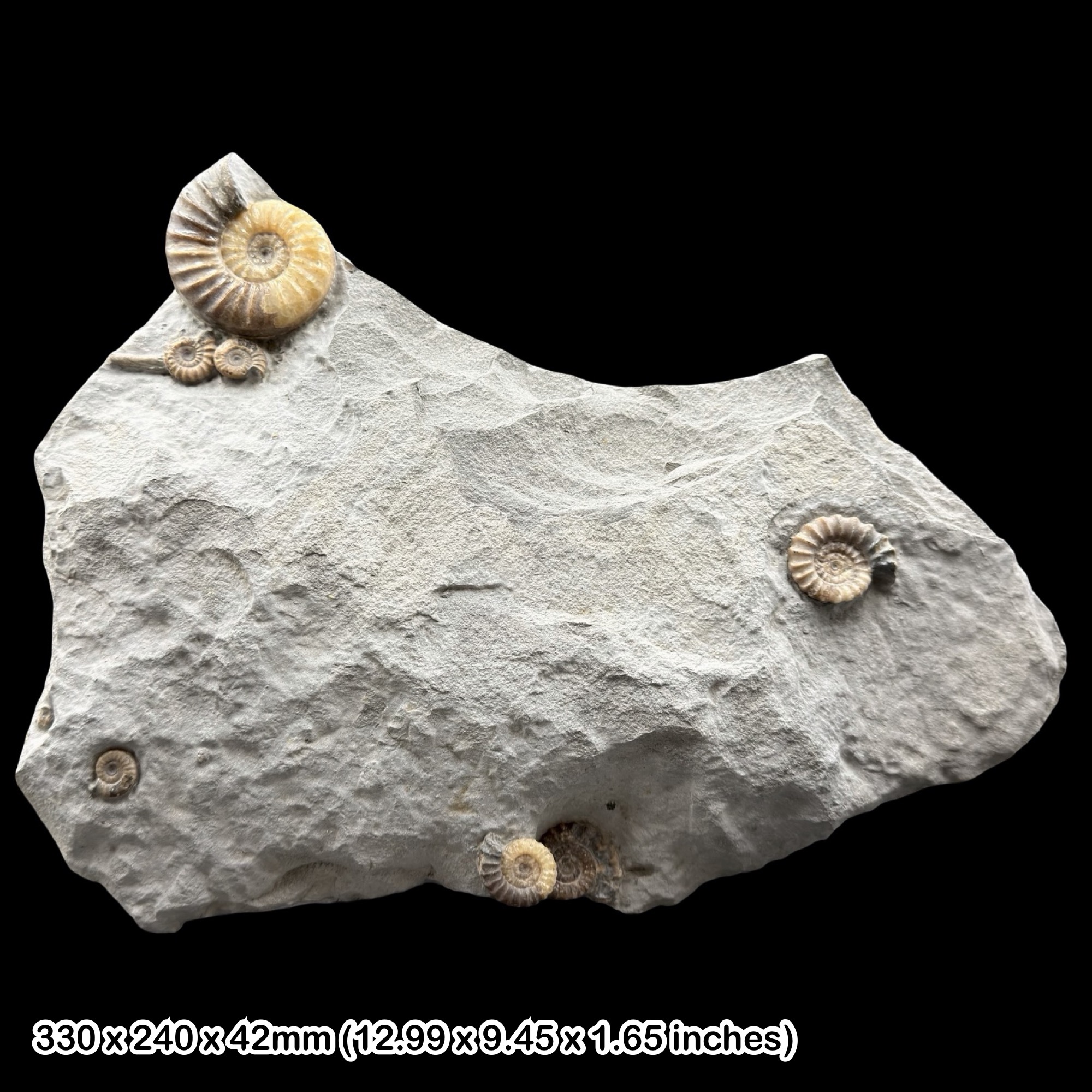 Asteroceras Calcite Ammonite Fossil Jurassic Coast Charmouth Lyme Regis Dorset UK Specimen Authentic
