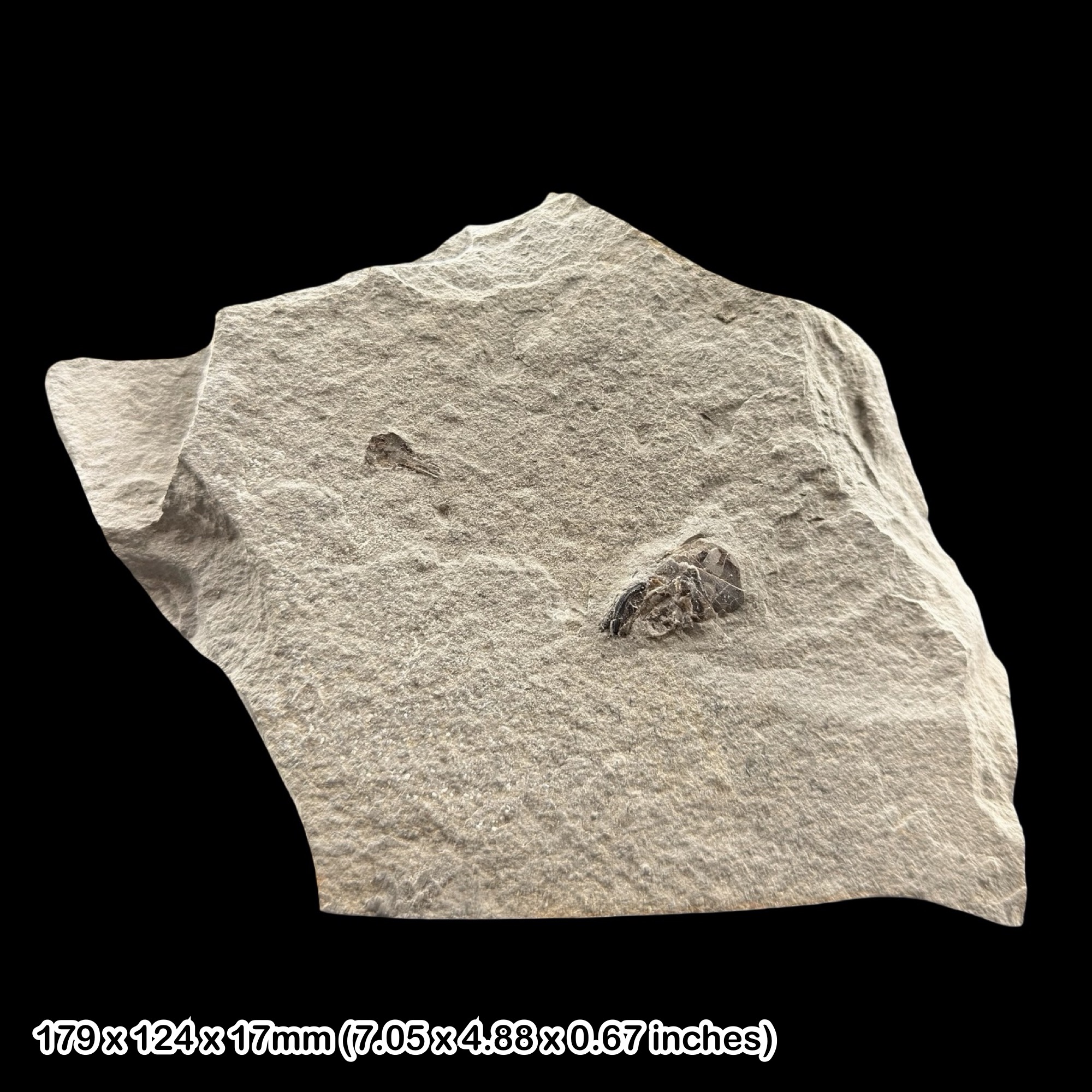 Jurassic Fish Skull Fossil Lyme Regis Dorset UK Black Ven Marls Lower Lias Authentic Specimen