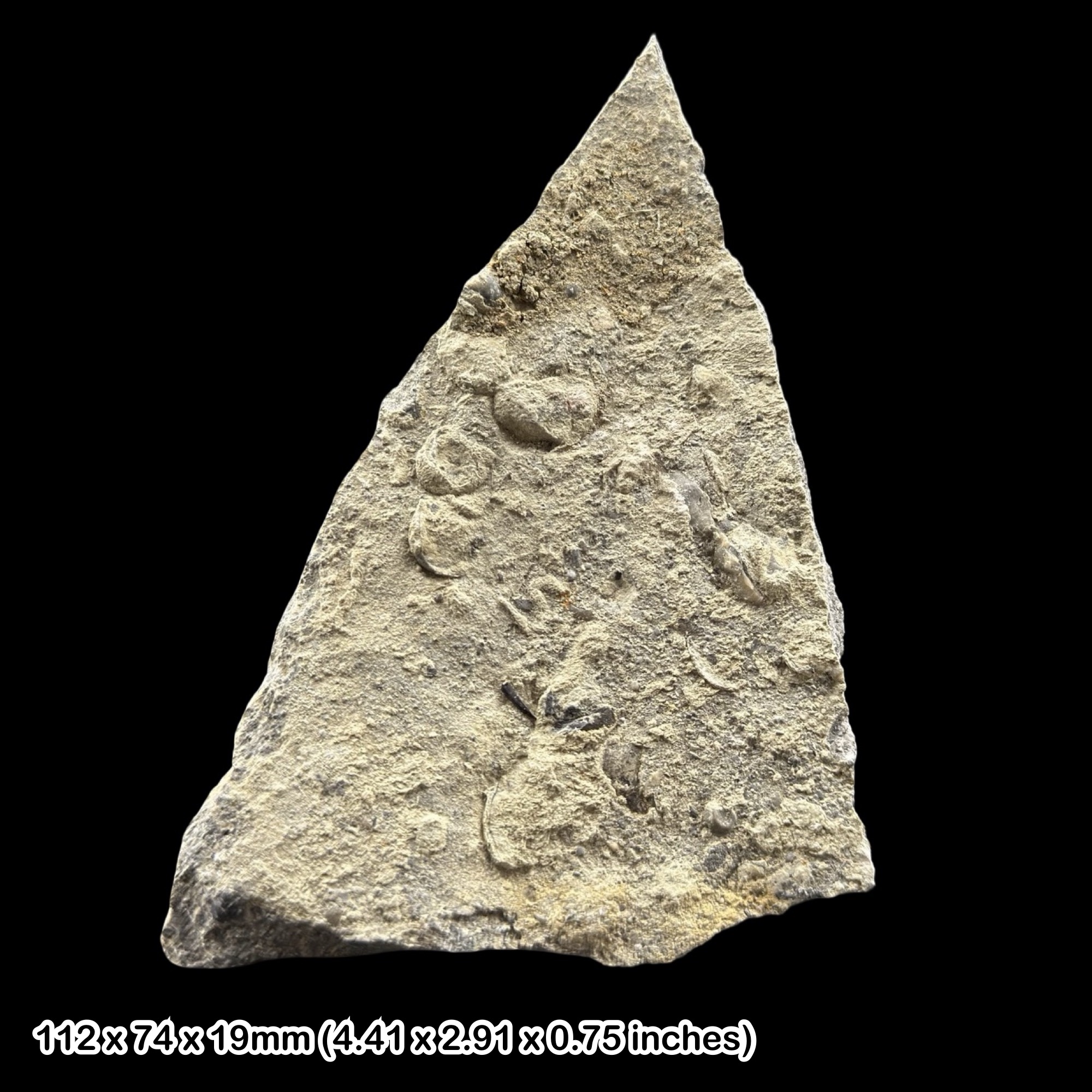 Rare Pterosaur Tooth Fossil Stonesfield Slate Jurassic Gloucestershire UK Specimen