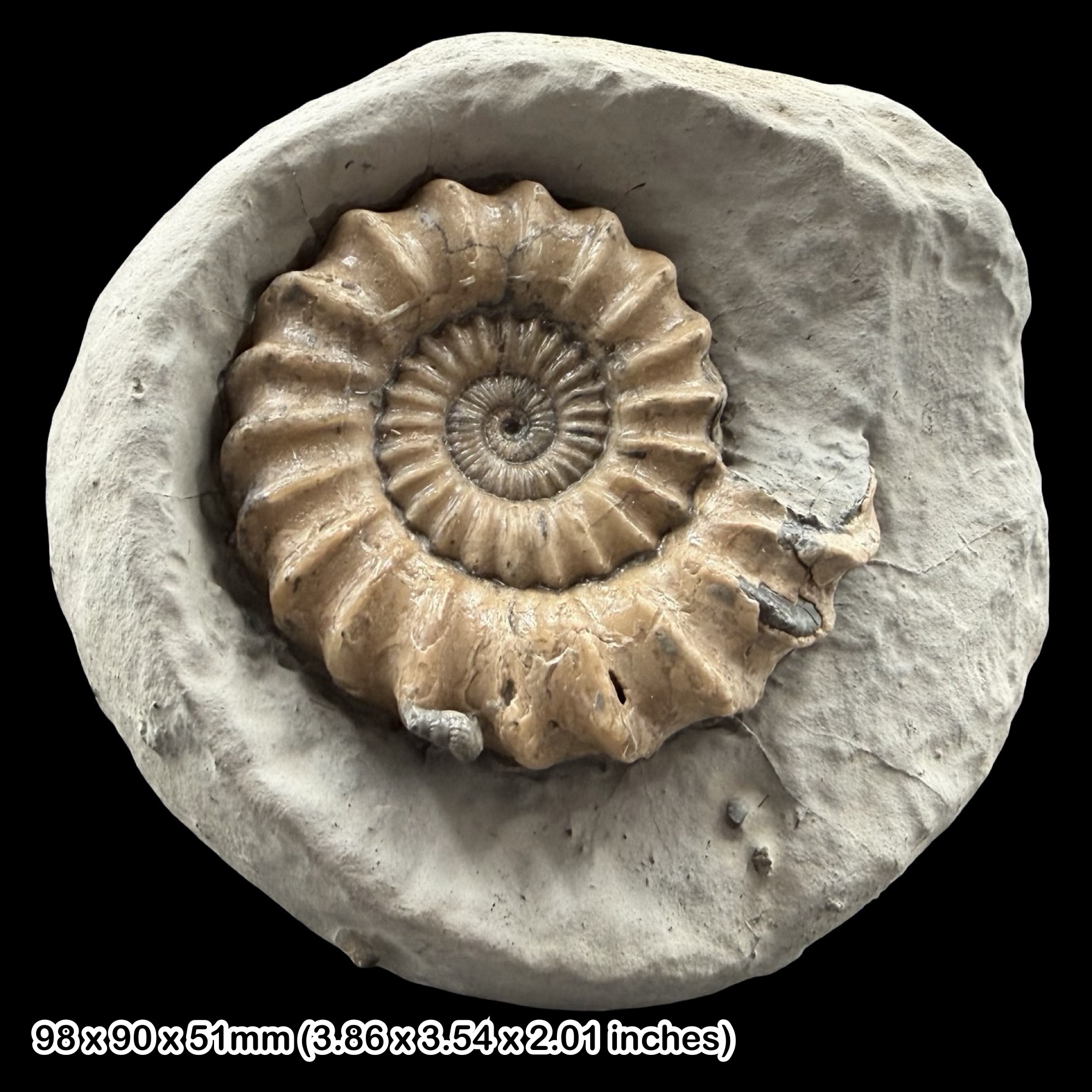 Oistoceras Fossil Ammonite Jurassic Coast Charmouth Lyme Regis Dorset UK – Lower Lias Green Ammonite Beds Specimen with COA