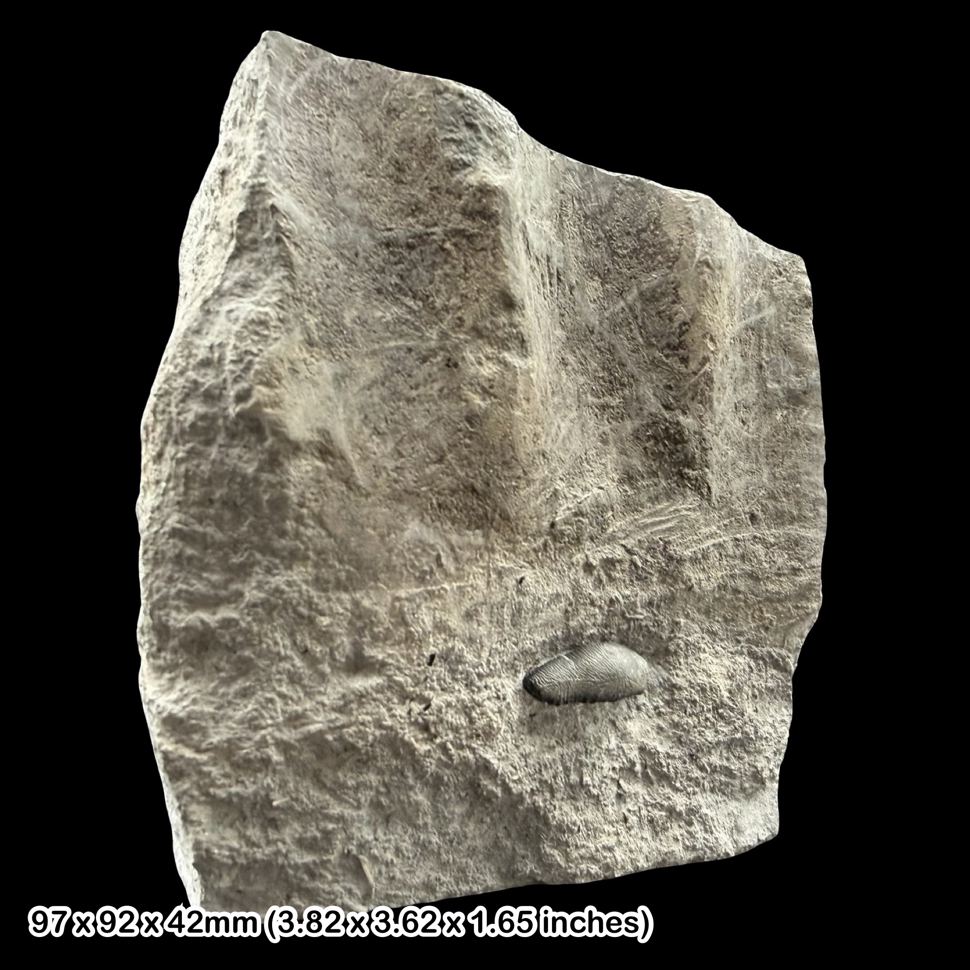 Rare Acrodus nobilis Shark Tooth Fossil Jurassic Lyme Regis Dorset UK Lower Lias Genuine Jurassic Coast Hybodont Shark Tooth Specimen
