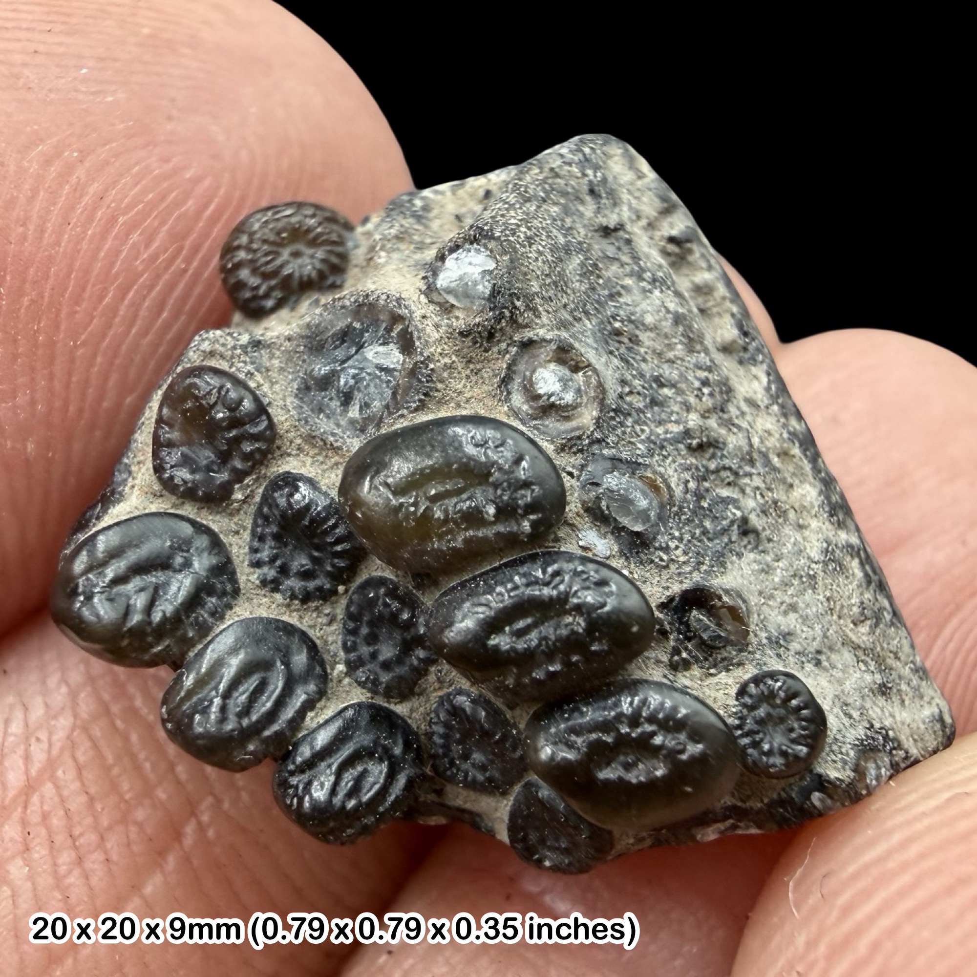 Rare Gyrodus cuvieri Fossil Fish Jurassic Dorset UK Kimmeridge Clay Specimen Genuine Upper Jurassic Fish Fossil Fleet Dorset with COA