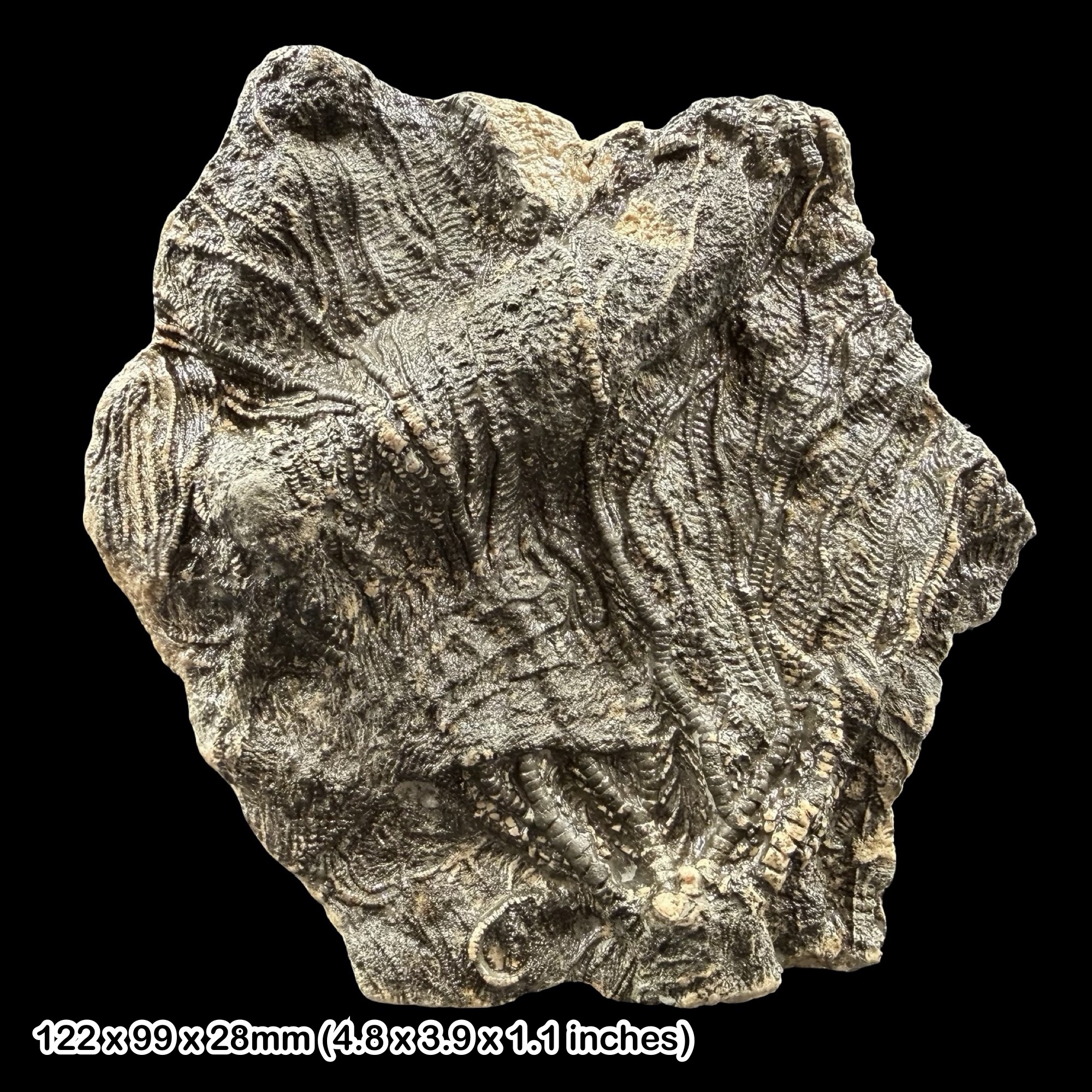 Pentacrinites Crinoid Fossil Slab Jurassic Lyme Regis Dorset UK Black Ven Marls Specimen