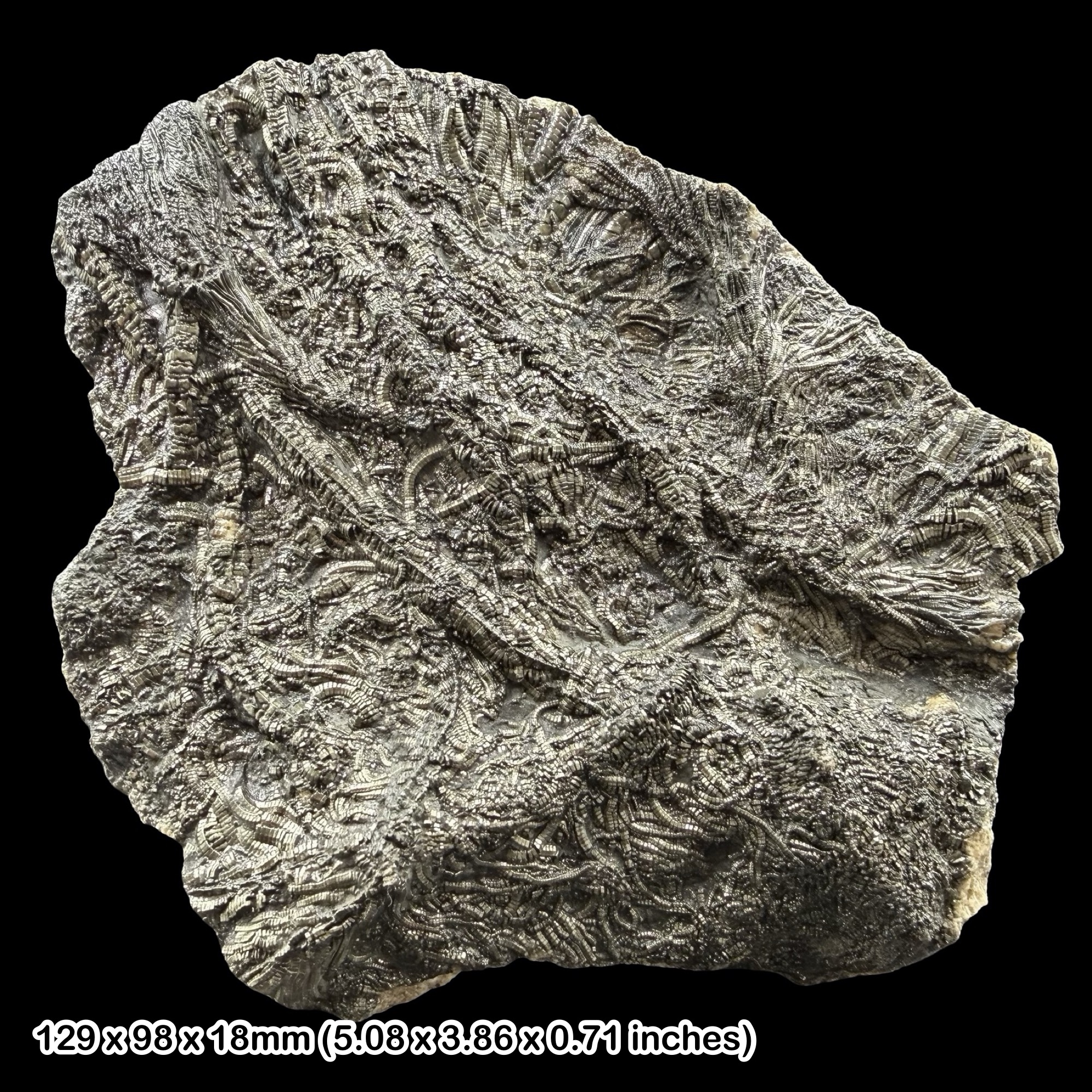 Pentacrinites Crinoid Fossil Slab Jurassic Lyme Regis Dorset UK Black Ven Marls Specimen