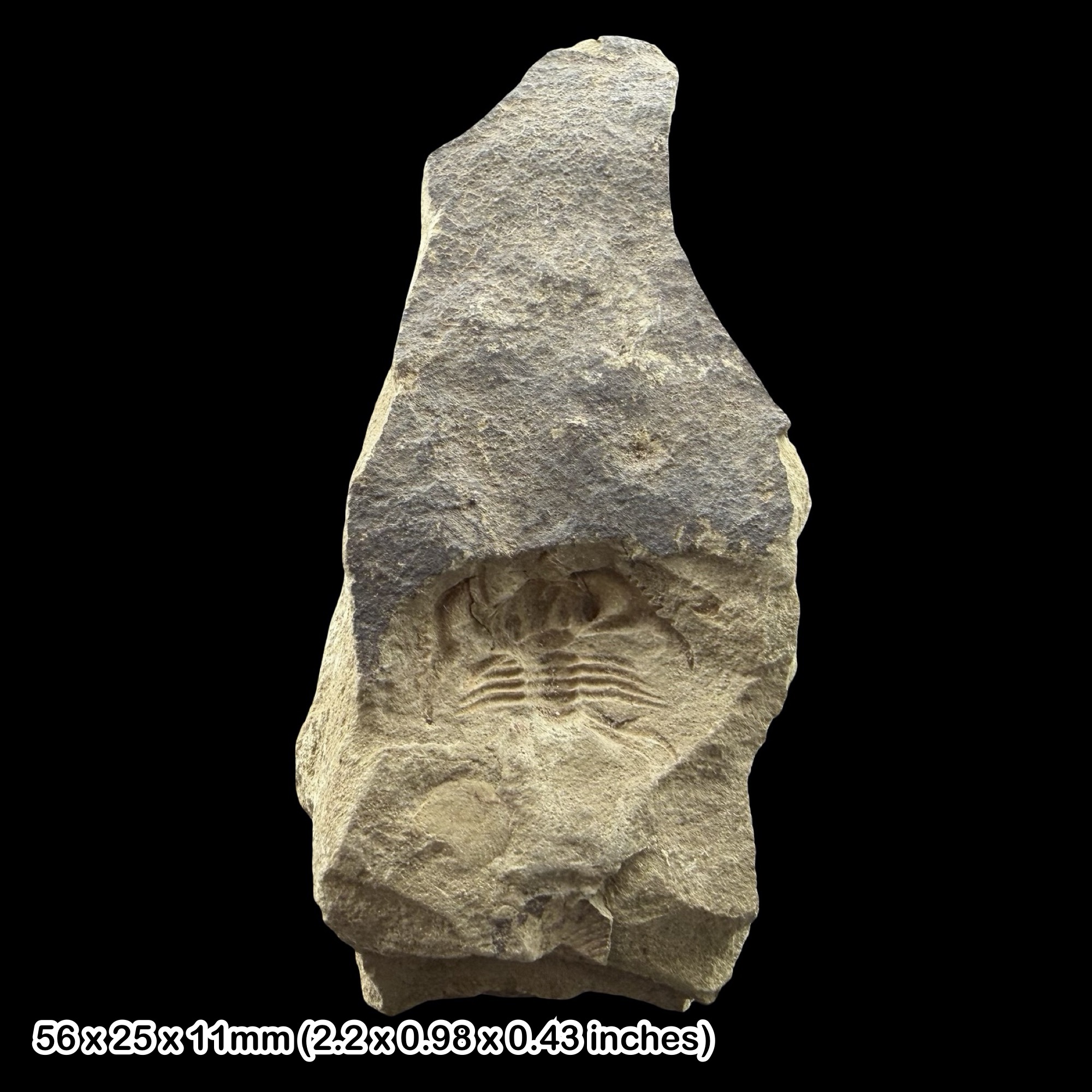 Trinucleus fimbriatus Trilobite Fossil Ordovician Wales UK Gilwern Quarry Specimen