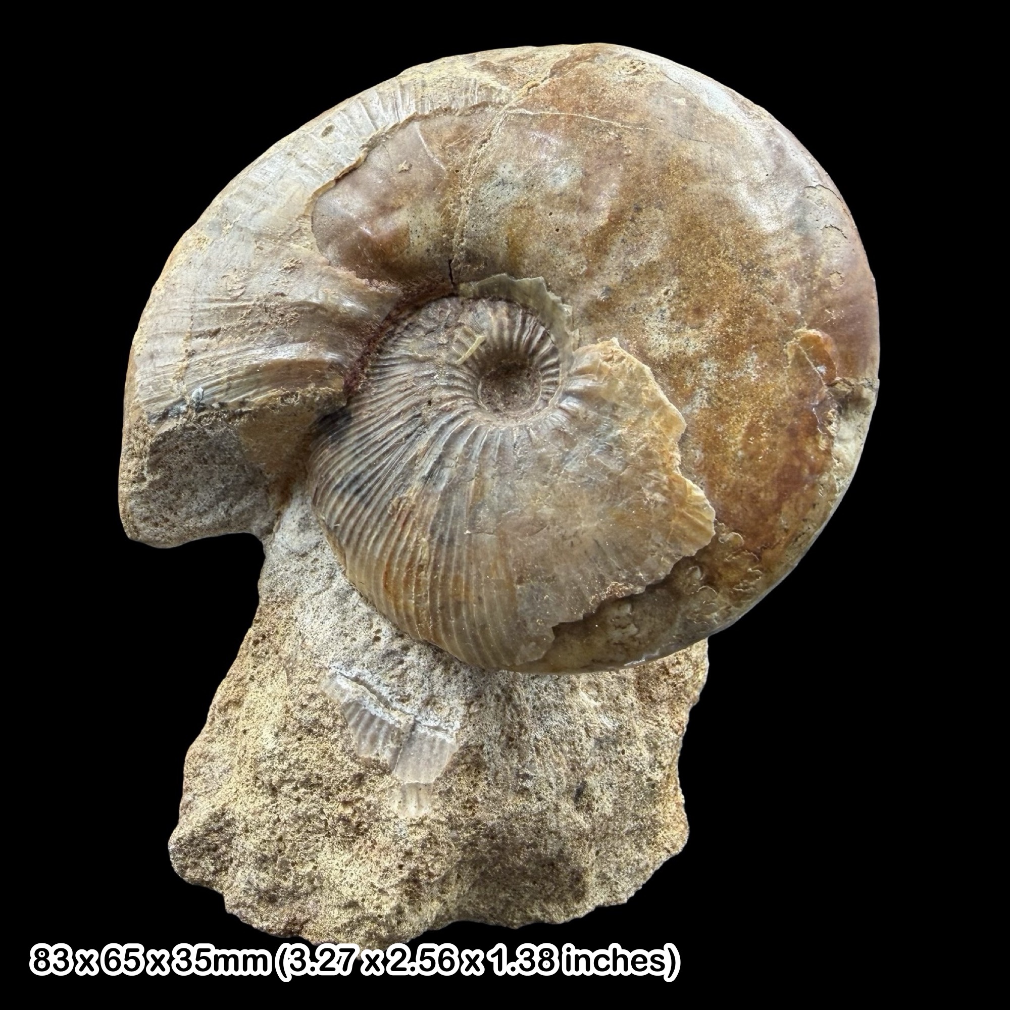 Sigaloceras Ammonite Fossil Oxford Clay Jurassic Wiltshire UK Specimen – Sigaloceras sp Middle Jurassic Callovian Ammonite Fossil Display