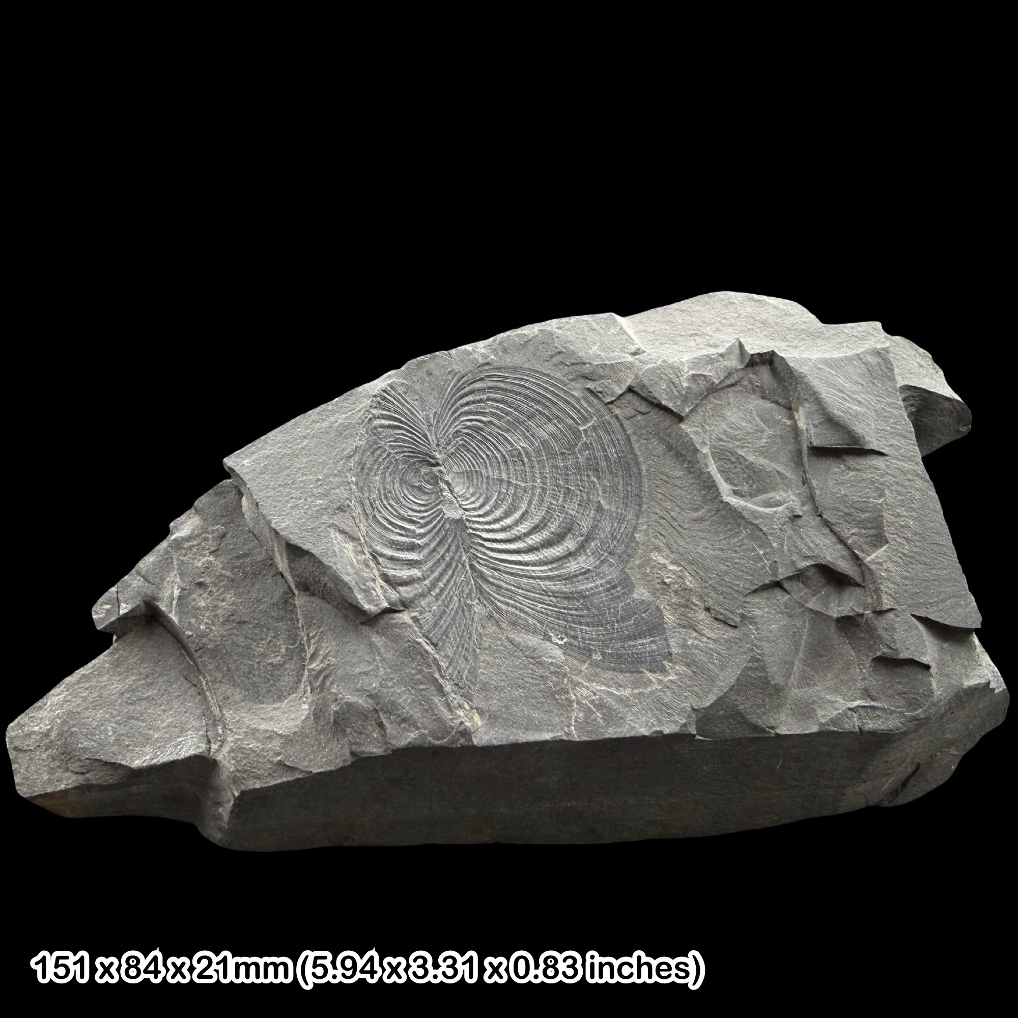 Lingula Brachiopod Fossil Carboniferous Coal Measures Scotland UK Specimen – Lingula sp Fossil Brachiopod Upper Carboniferous Lanarkshire