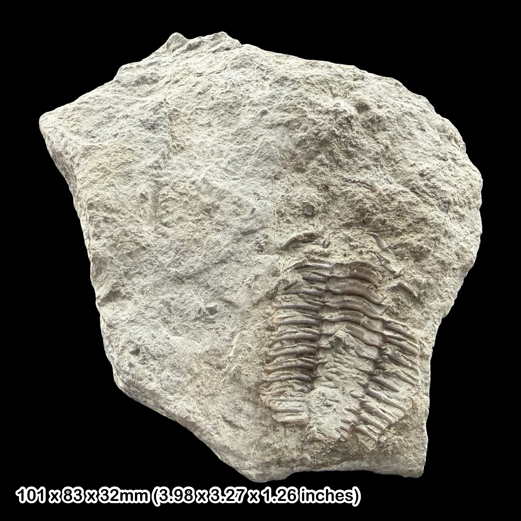 Calymene blumenbachii Trilobite Fossil Dudley Silurian UK Specimen – Wren’s Nest Much Wenlock Limestone Homerian Trilobite Impression