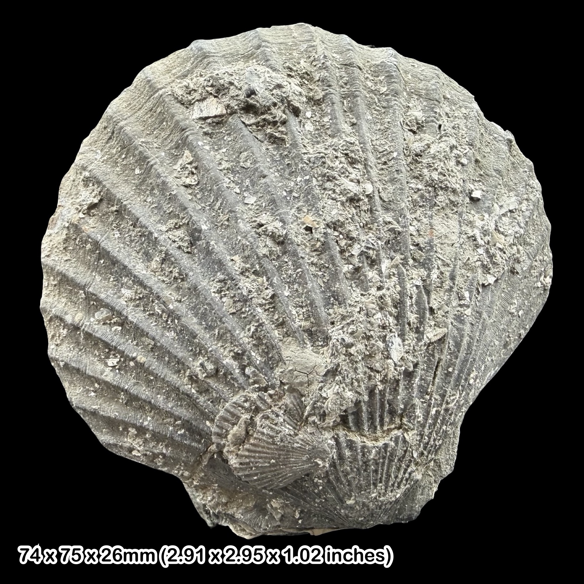 Pecten Scallop Fossil Jurassic Great Oolite Gloucestershire UK Specimen – Pecten sp Bathonian Fossil Scallop Blockley Quarry Display
