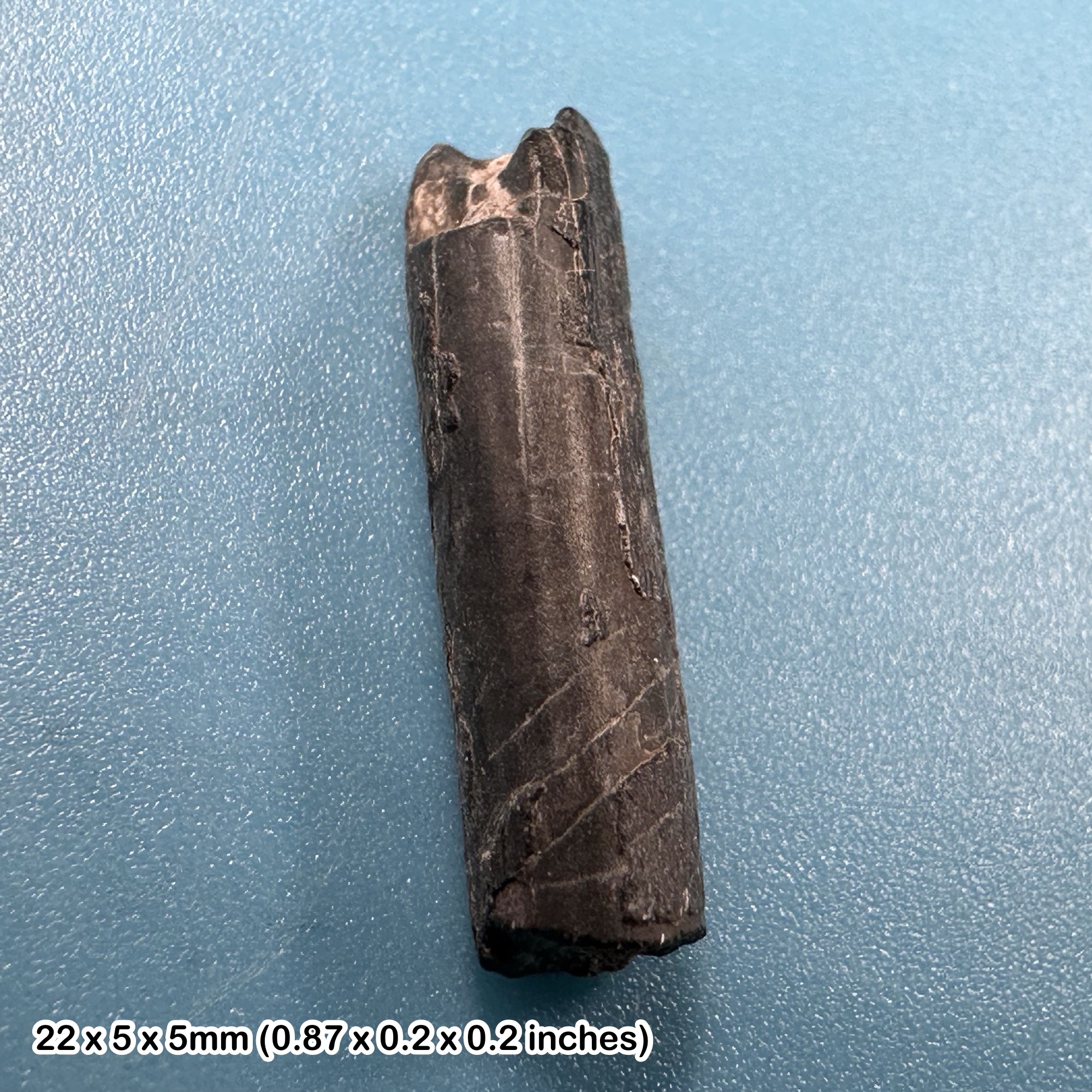 Rare Genuine Ornithocheirid Pterosaur (Pterodactyl) Tooth Fossil - Cretaceous Elrhaz Formation, Niger + COA