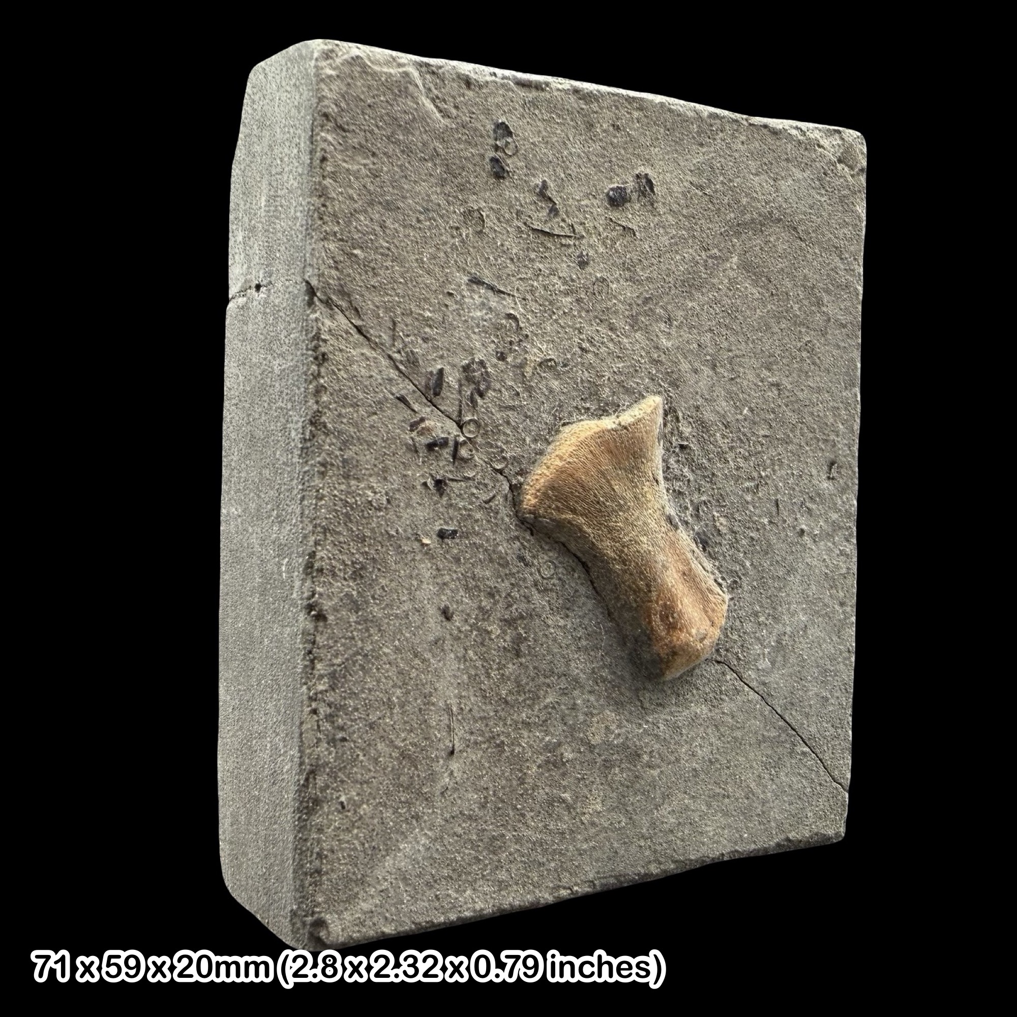 Ichthyosaur Humerus Fossil, Charmouth Mudstone Formation, Lyme Regis Jurassic Marine Reptile Bone from Dorset UK