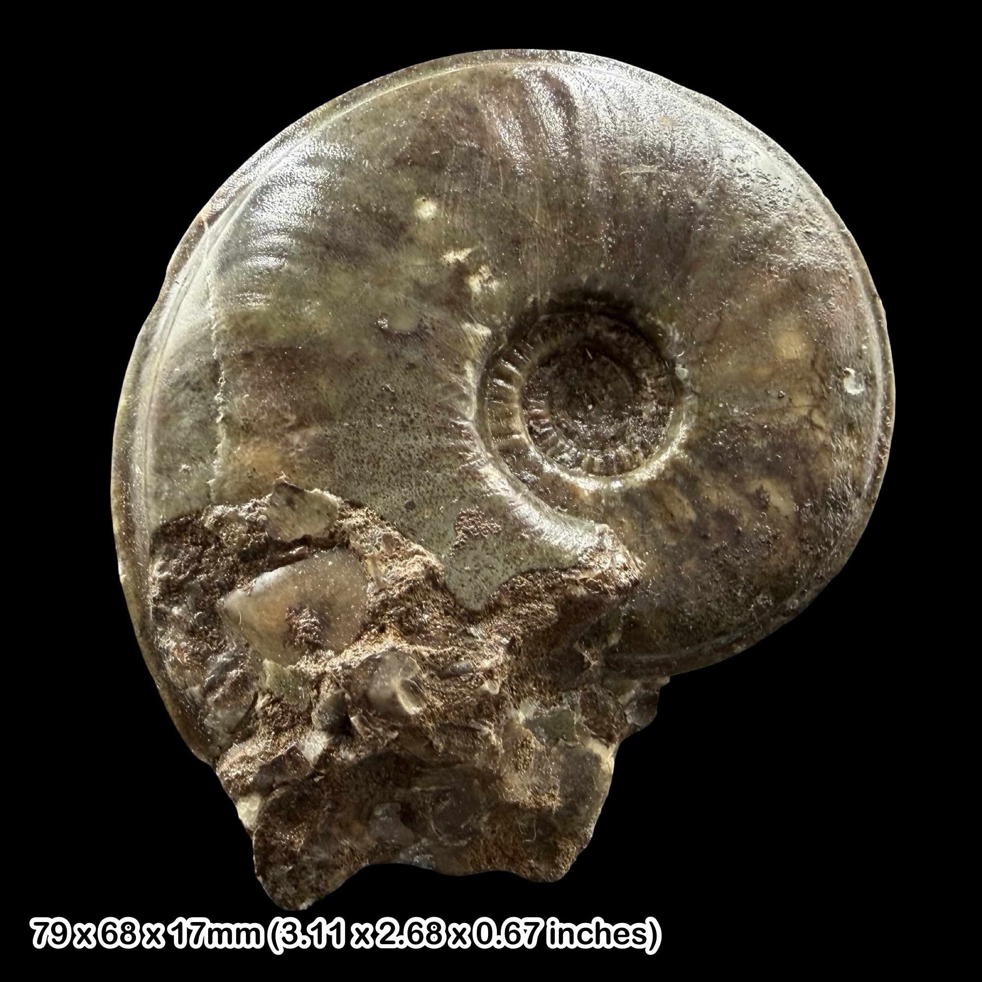 Eparietites denotatus Ammonite Fossil Scunthorpe Mudstone Jurassic Lincolnshire UK Lower Jurassic Sinemurian Marine Cephalopod