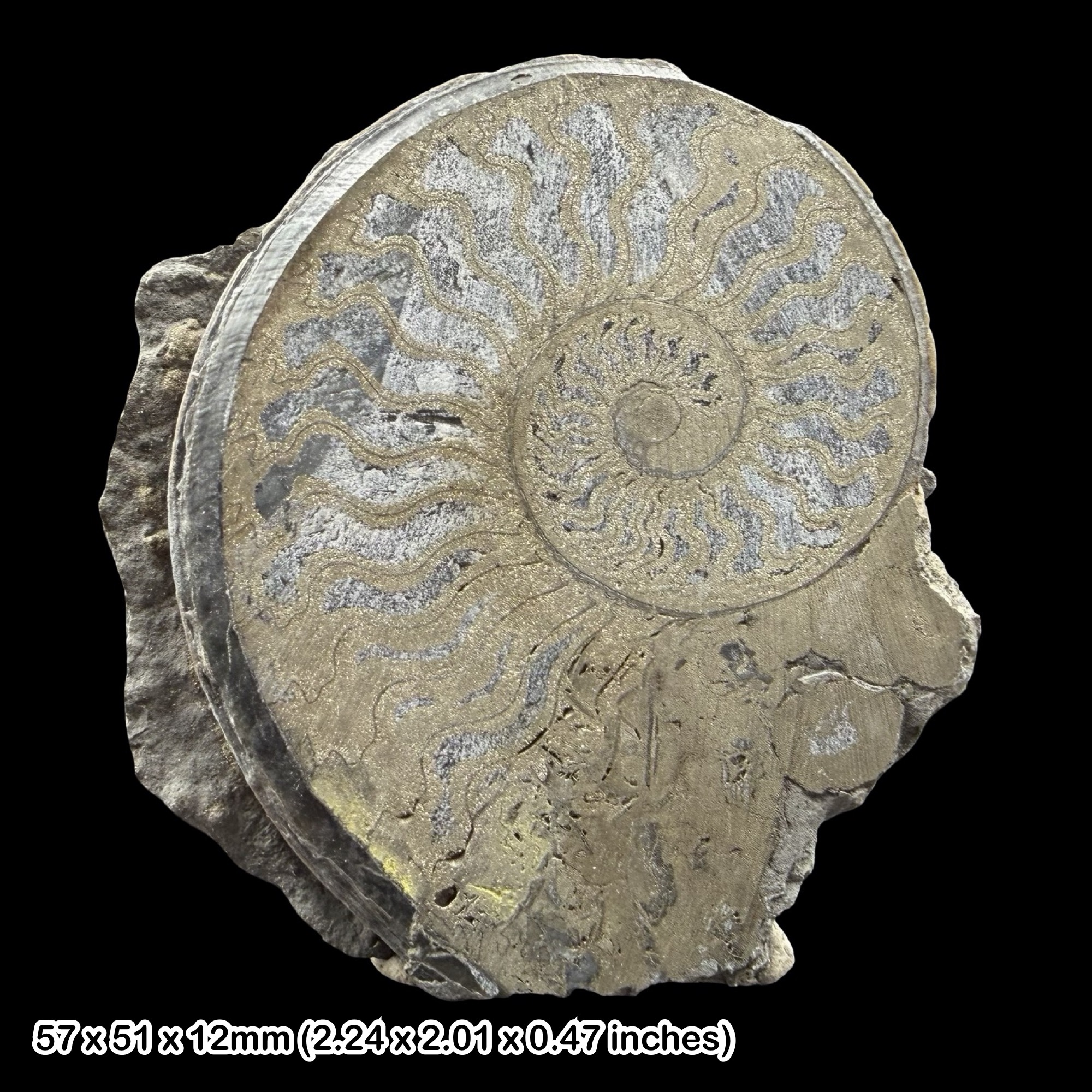 Oxynoticeras Ammonite Fossil Cut and Polished Charmouth Jurassic Dorset UK Lower Jurassic Sinemurian Marine Cephalopod