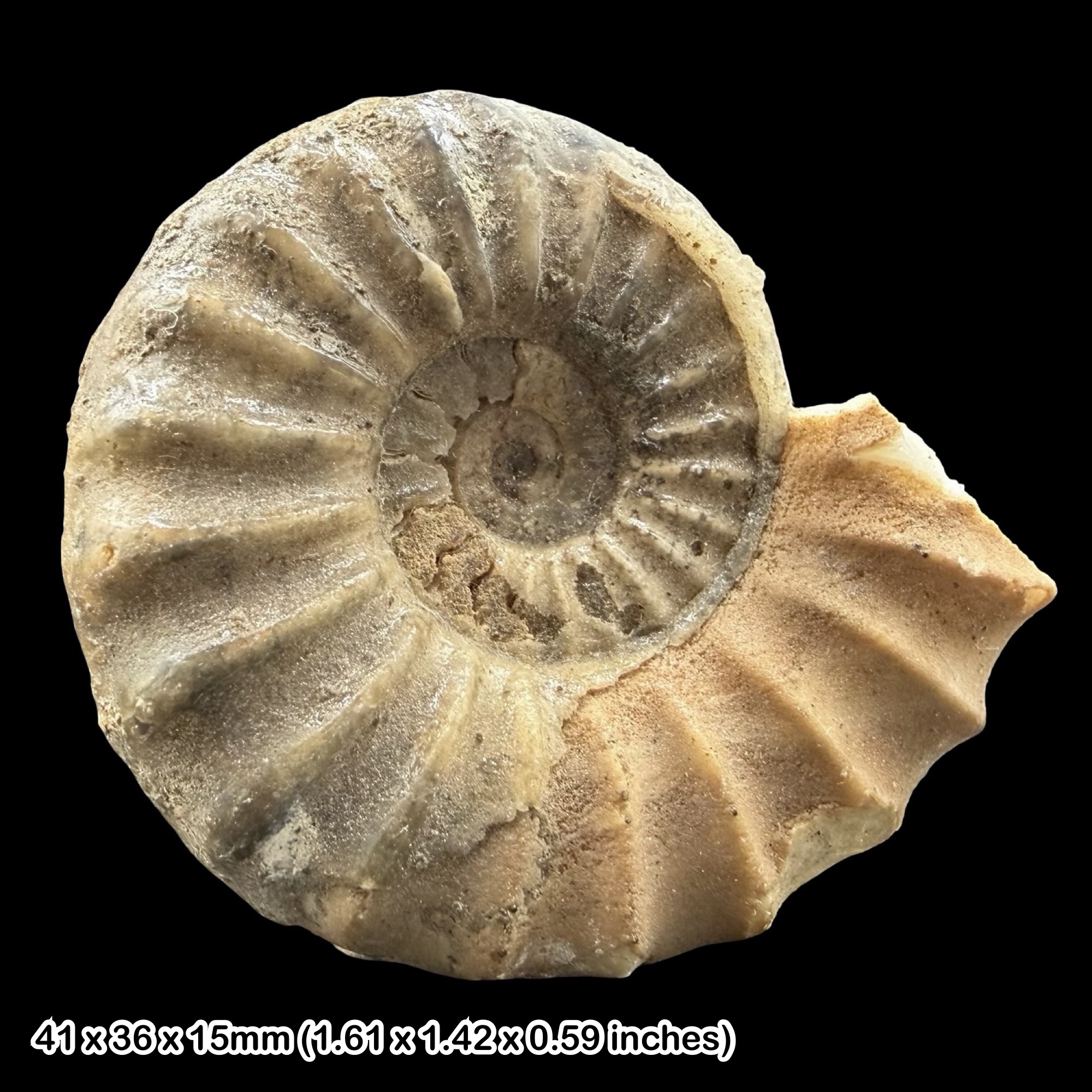 Aegasteroceras Ammonite Fossil Scunthorpe Mudstone Jurassic Lincolnshire UK Lower Jurassic Sinemurian Marine Cephalopod