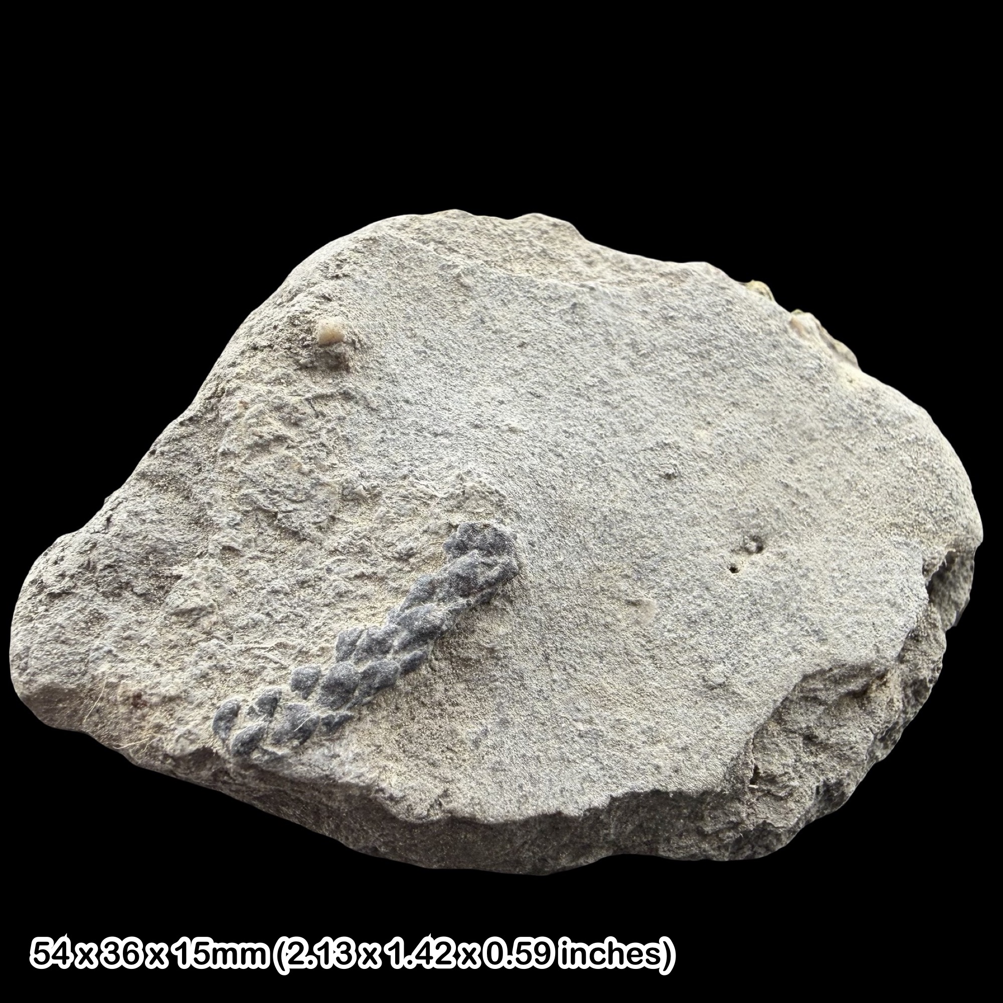 Pagiophyllum Fossil Plant Jurassic Lyme Regis Dorset UK Charmouth Mudstone Formation Lower Jurassic Sinemurian–Pliensbachian Fossil Conifer