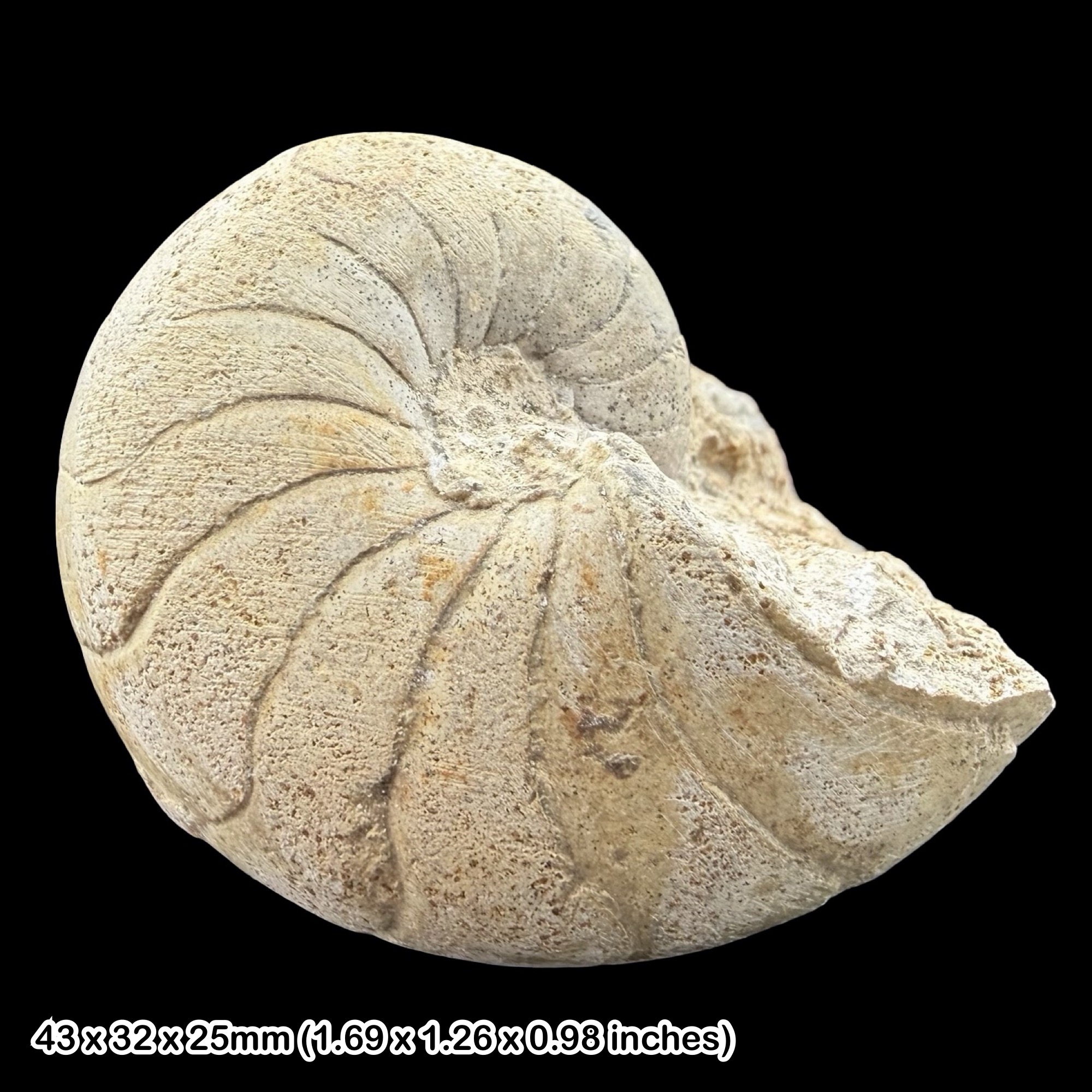 Rare Nautilus Nautiloid Fossil Upper Greensand Formation Devon UK Cretaceous Cenomanian Marine Cephalopod from Wilmington