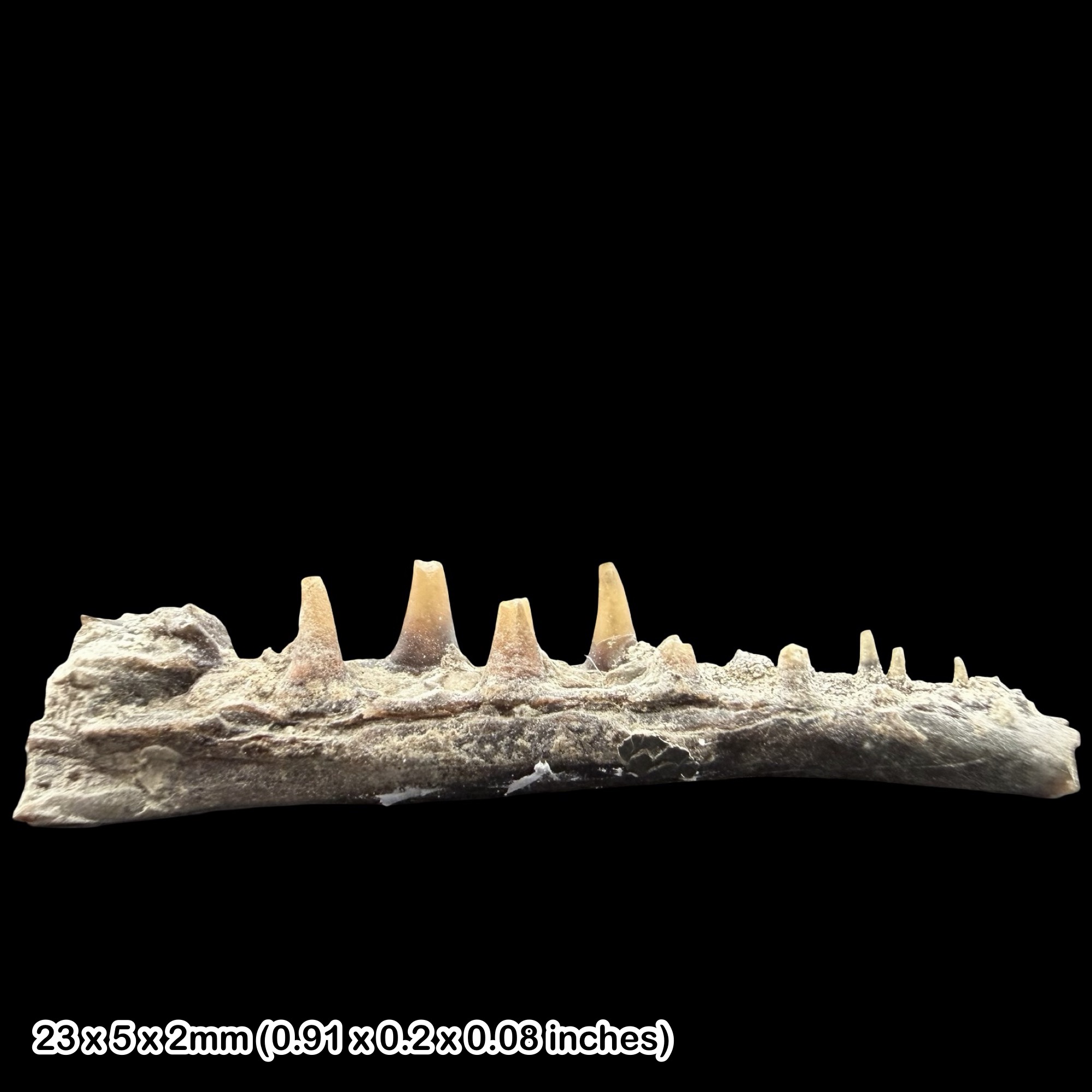 Aspidorhynchus euodus Fish Jaw Fossil Oxford Clay Jurassic UK Callovian Peterborough Cambridgeshire Predatory Fish Fossil