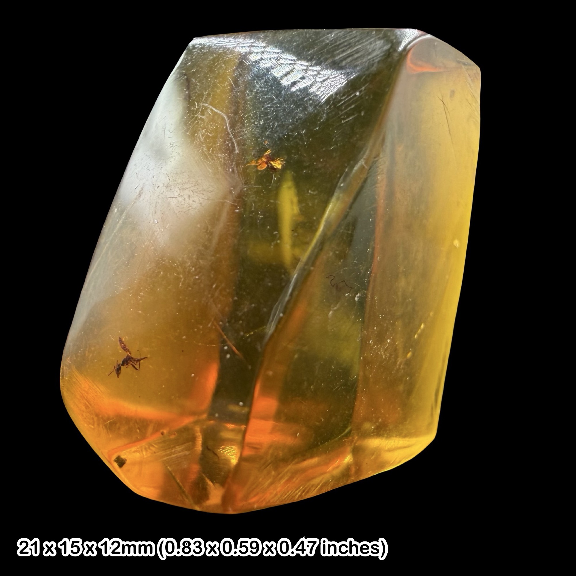 Rare Mexican Amber Fossil with Insects Miocene Chiapas Genuine Amber Inclusion Specimen Natural History Collector Display