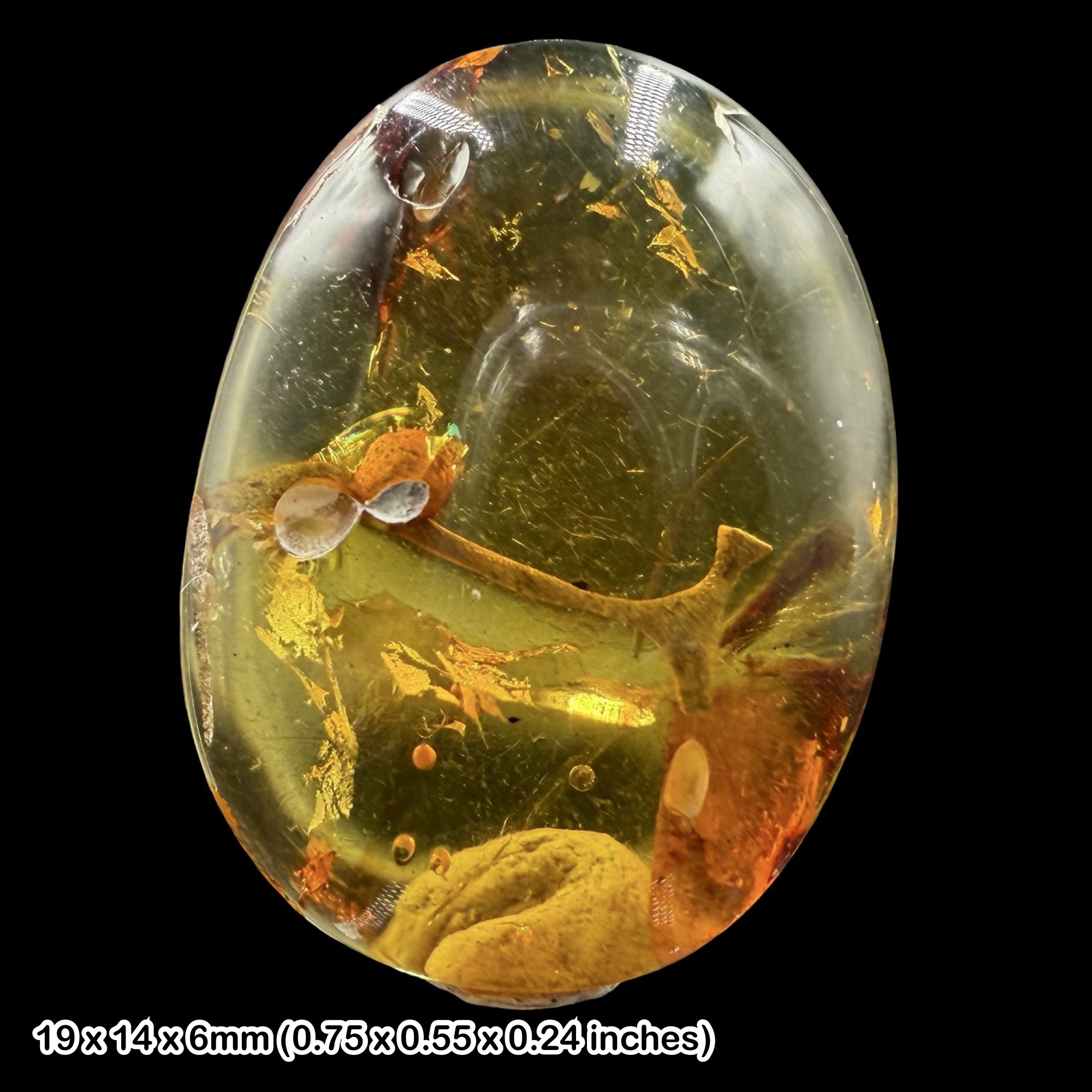 Rare Burmese Amber Fossil with Plant Material Cretaceous Burmite Myanmar Genuine Amber Inclusion Specimen Natural History Collector Display