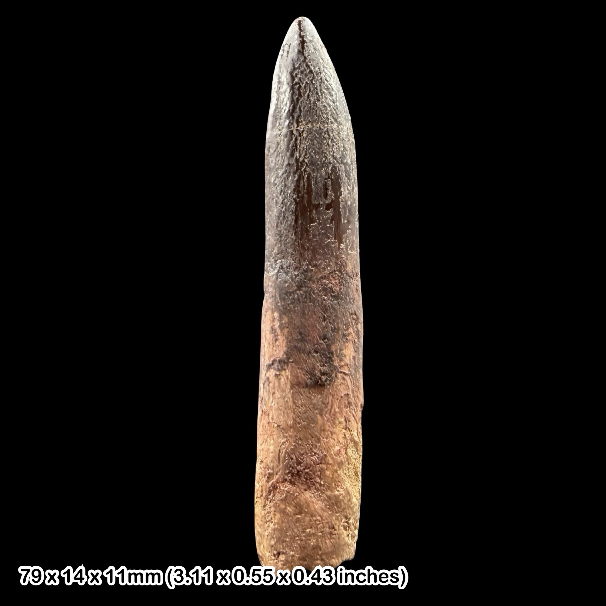 Rebbachisaurus Dinosaur Tooth Fossil Cretaceous Morocco Kem Kem Beds Specimen