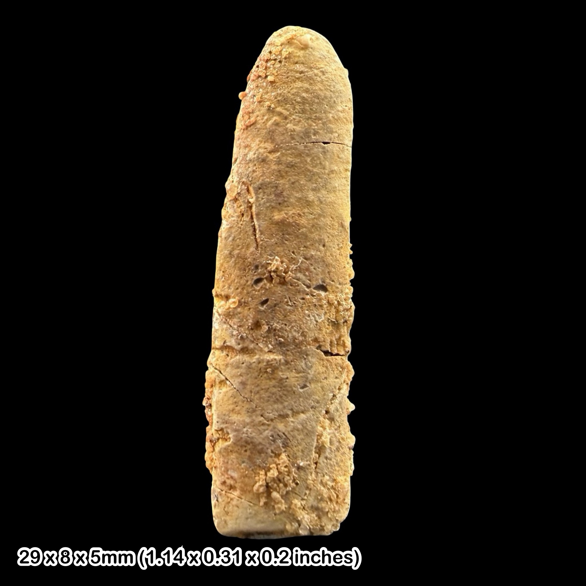 Rebbachisaurus Dinosaur Tooth Fossil Cretaceous Morocco Kem Kem Beds Specimen