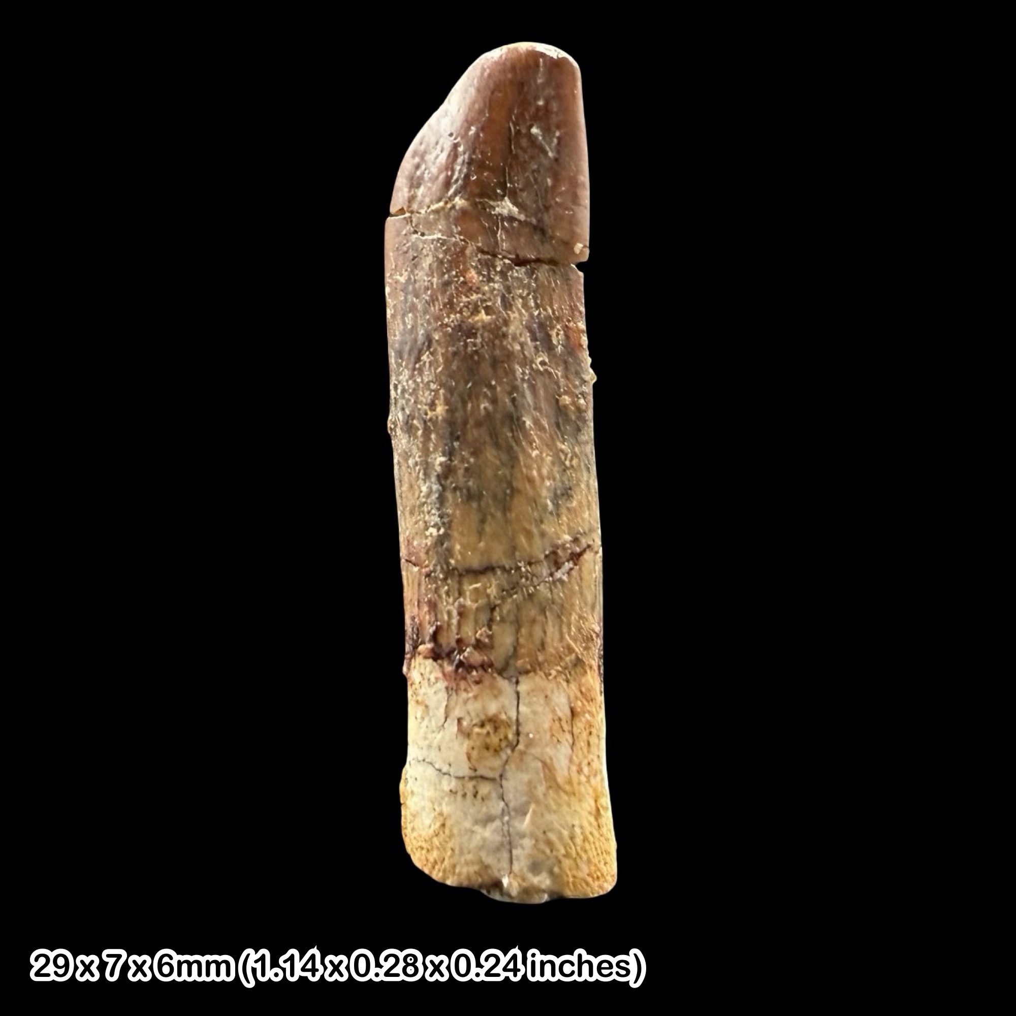 Rebbachisaurus Dinosaur Tooth Fossil Cretaceous Morocco Kem Kem Beds Specimen