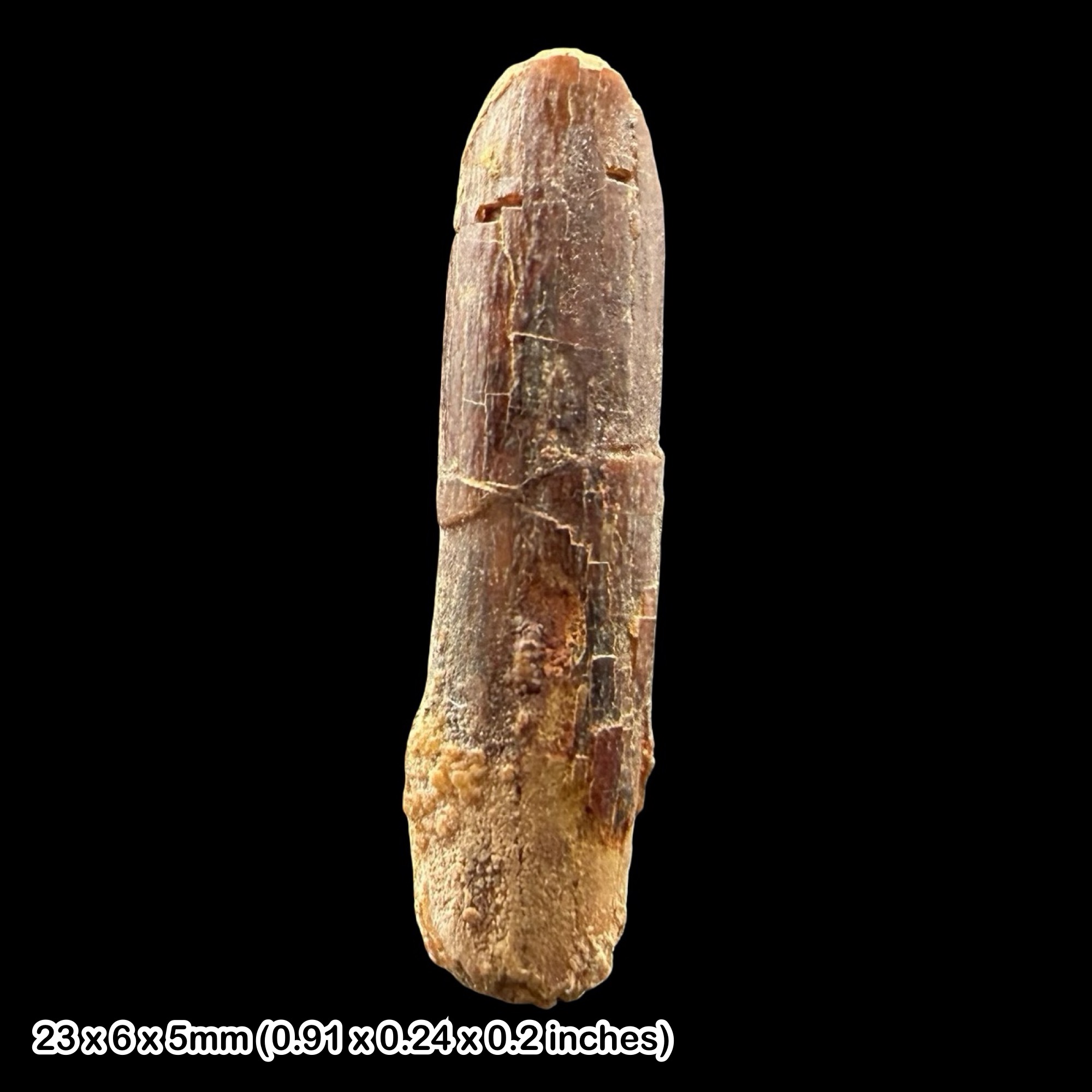 Rebbachisaurus Dinosaur Tooth Fossil Cretaceous Morocco Kem Kem Beds Specimen