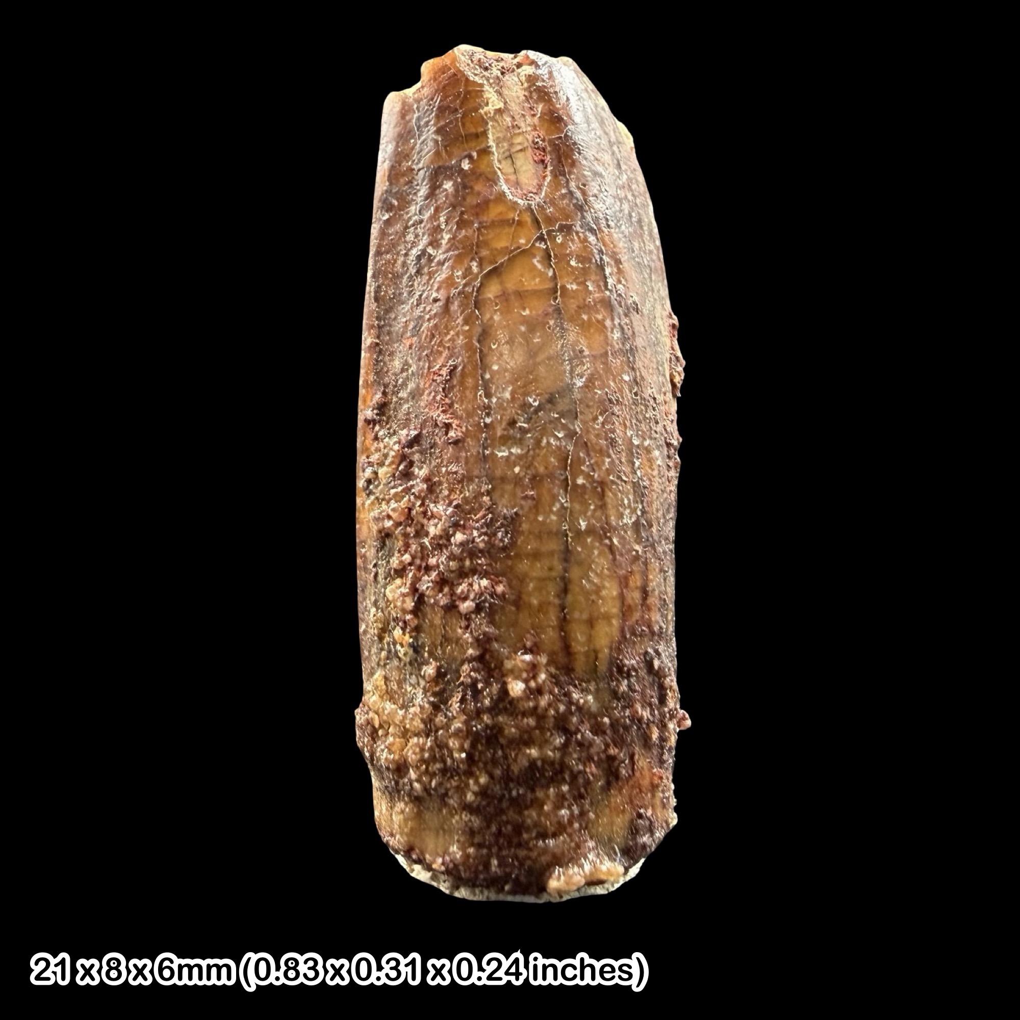 Rebbachisaurus Dinosaur Tooth Fossil Cretaceous Morocco Kem Kem Beds Specimen