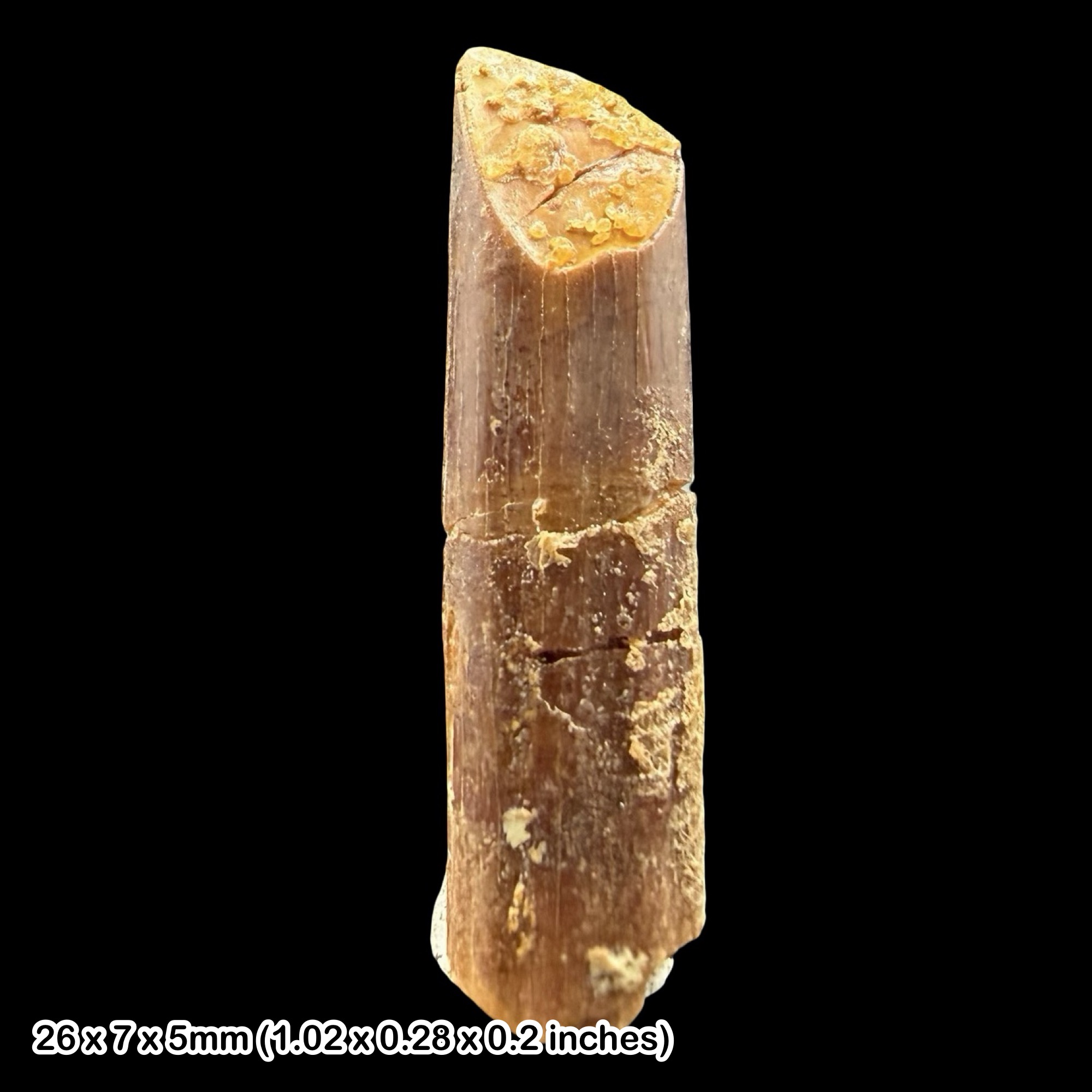 Rebbachisaurus Dinosaur Tooth Fossil Cretaceous Morocco Kem Kem Beds Specimen