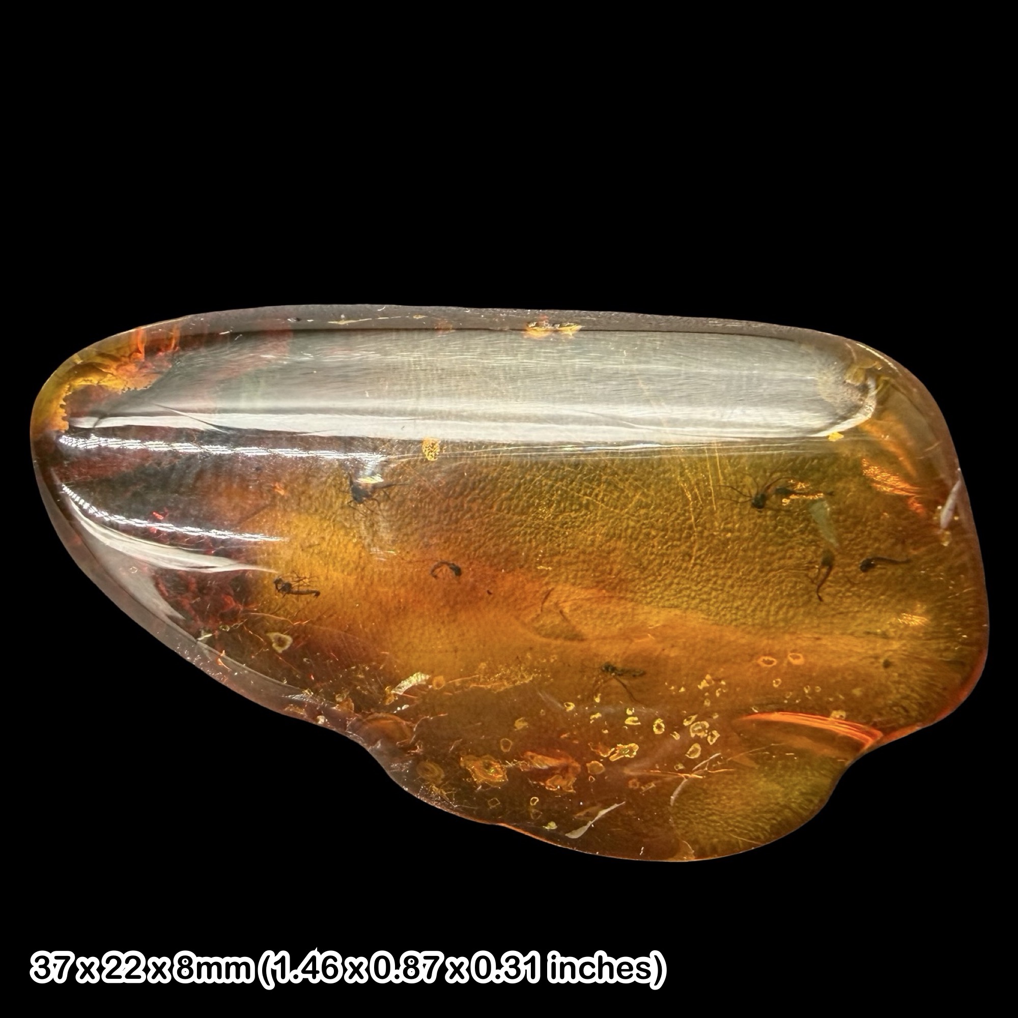 Baltic Amber Fossil Insects Chironomidae Midges Aphids Eocene Amber Inclusion Prehistoric Insect Fossil from Baltic Sea