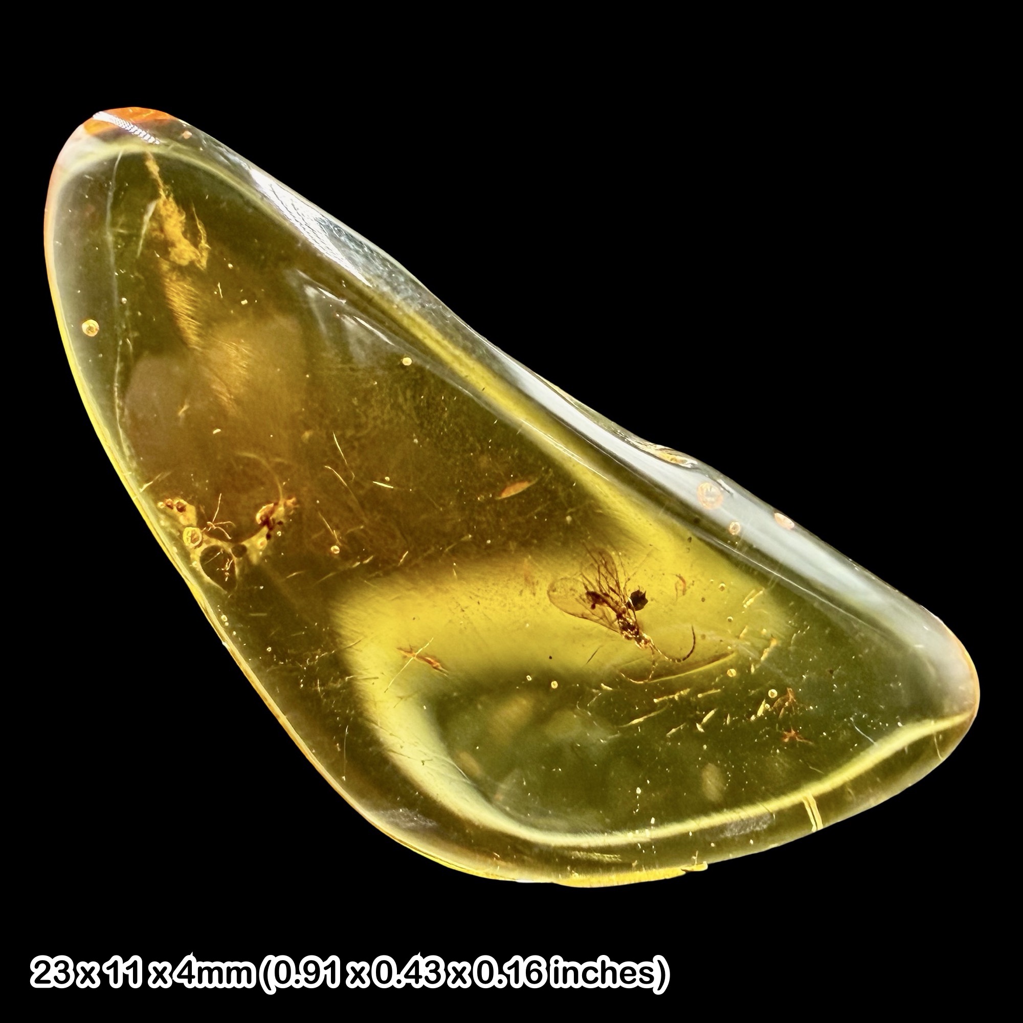 Baltic Amber Fossil Wasp Inclusion Ismaridae Parasitic Wasp Eocene Amber Fossil Baltic Sea Prehistoric Insect Specimen