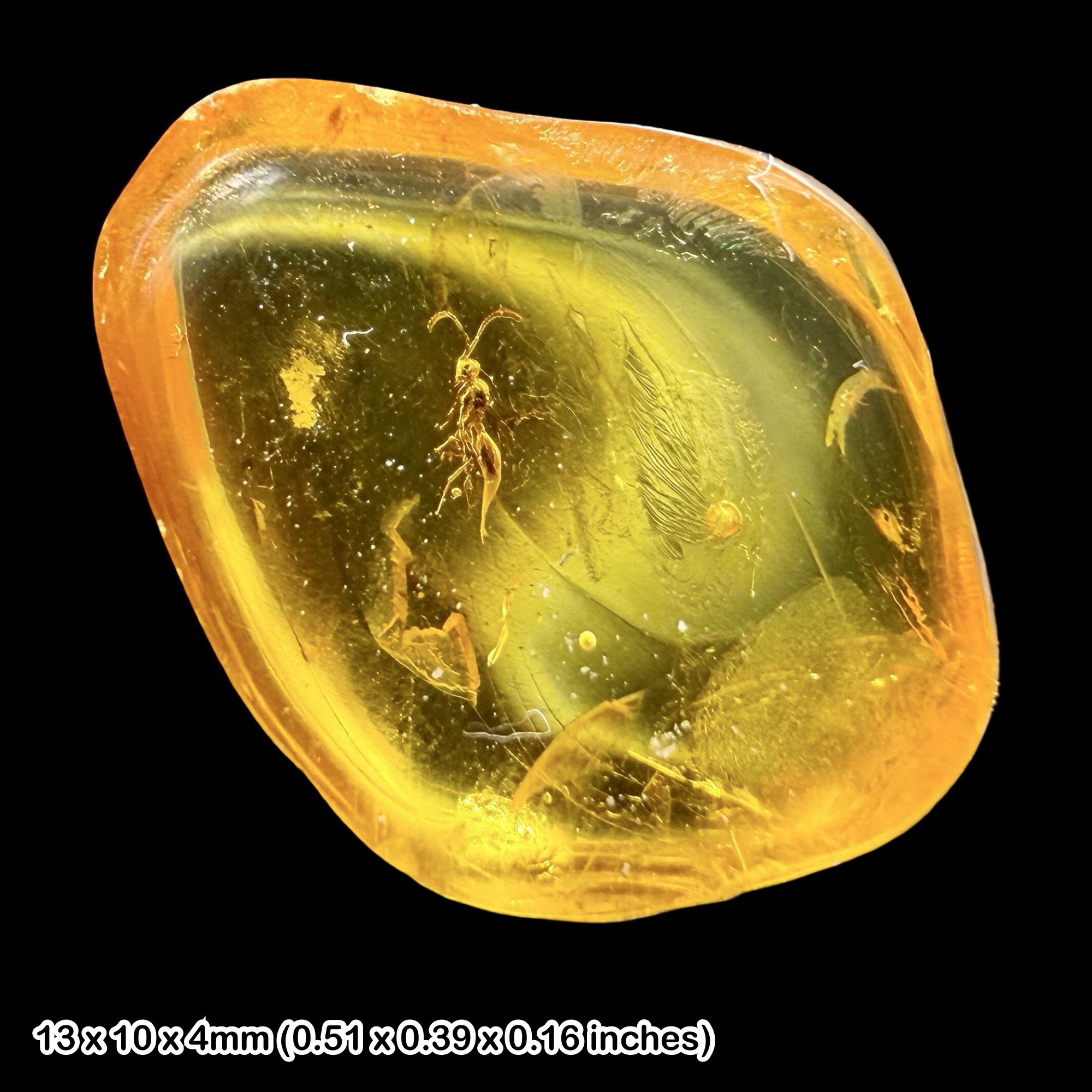 Baltic Amber Fossil Wasp Inclusion Ismaridae Parasitic Wasp Eocene Amber Fossil Baltic Sea Prehistoric Insect Specimen