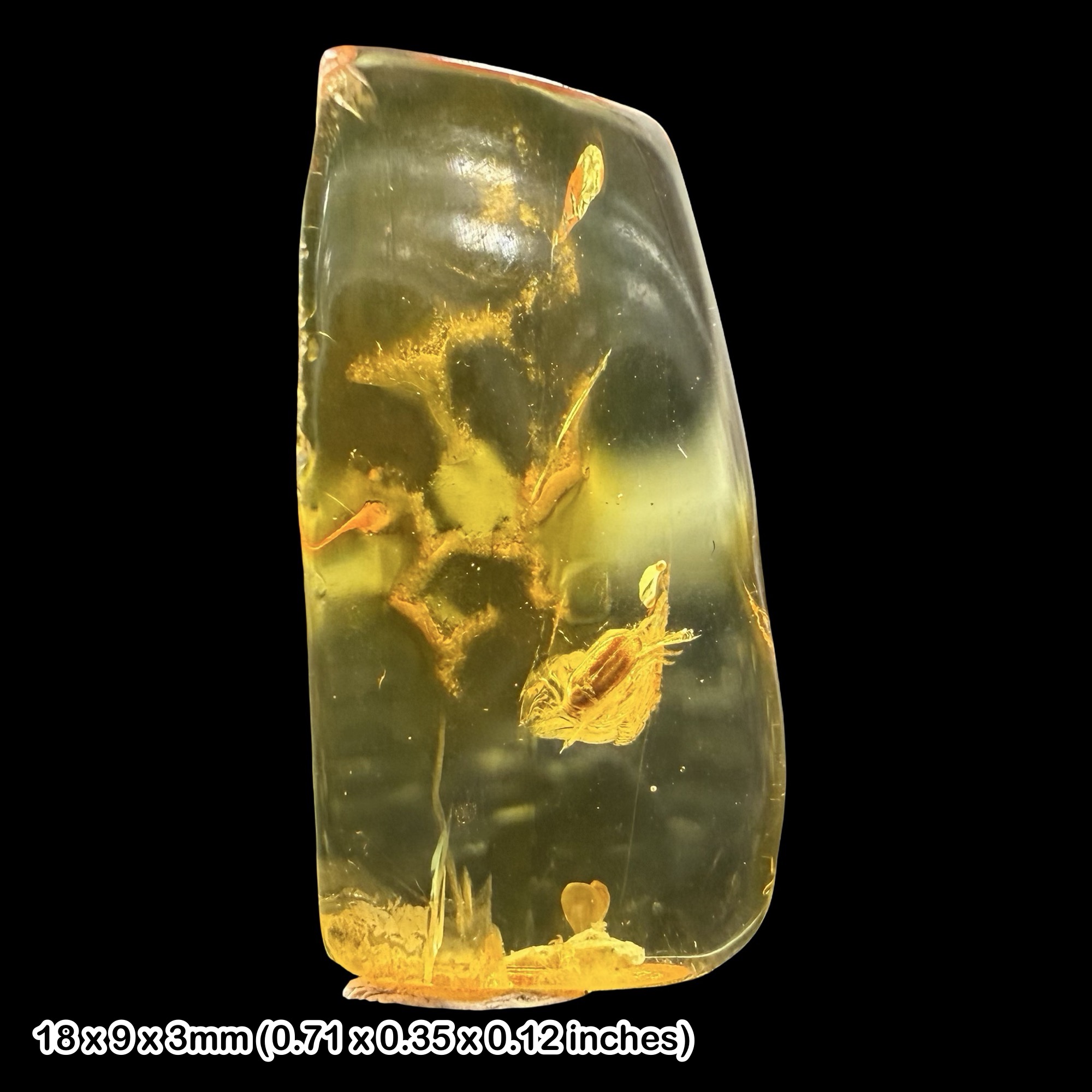 Baltic Amber Fossil False Flower Beetle Scraptiinae Eocene Amber Fossil Baltic Sea Prehistoric Insect Inclusion Specimen