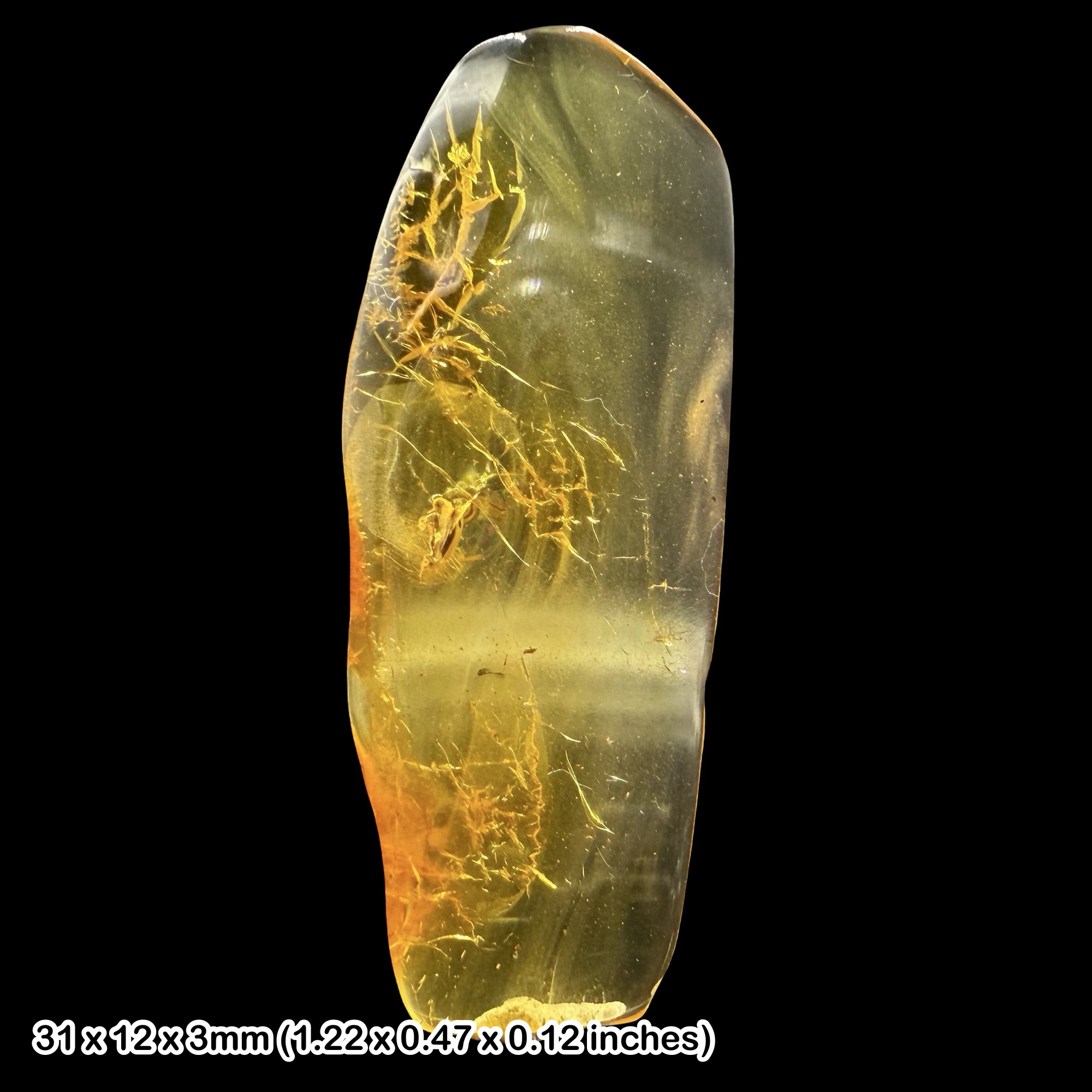 Baltic Amber Fossil False Flower Beetle Scraptiidae Eocene Amber Fossil Baltic Sea Insect Inclusion with Extended Genitalia Specimen