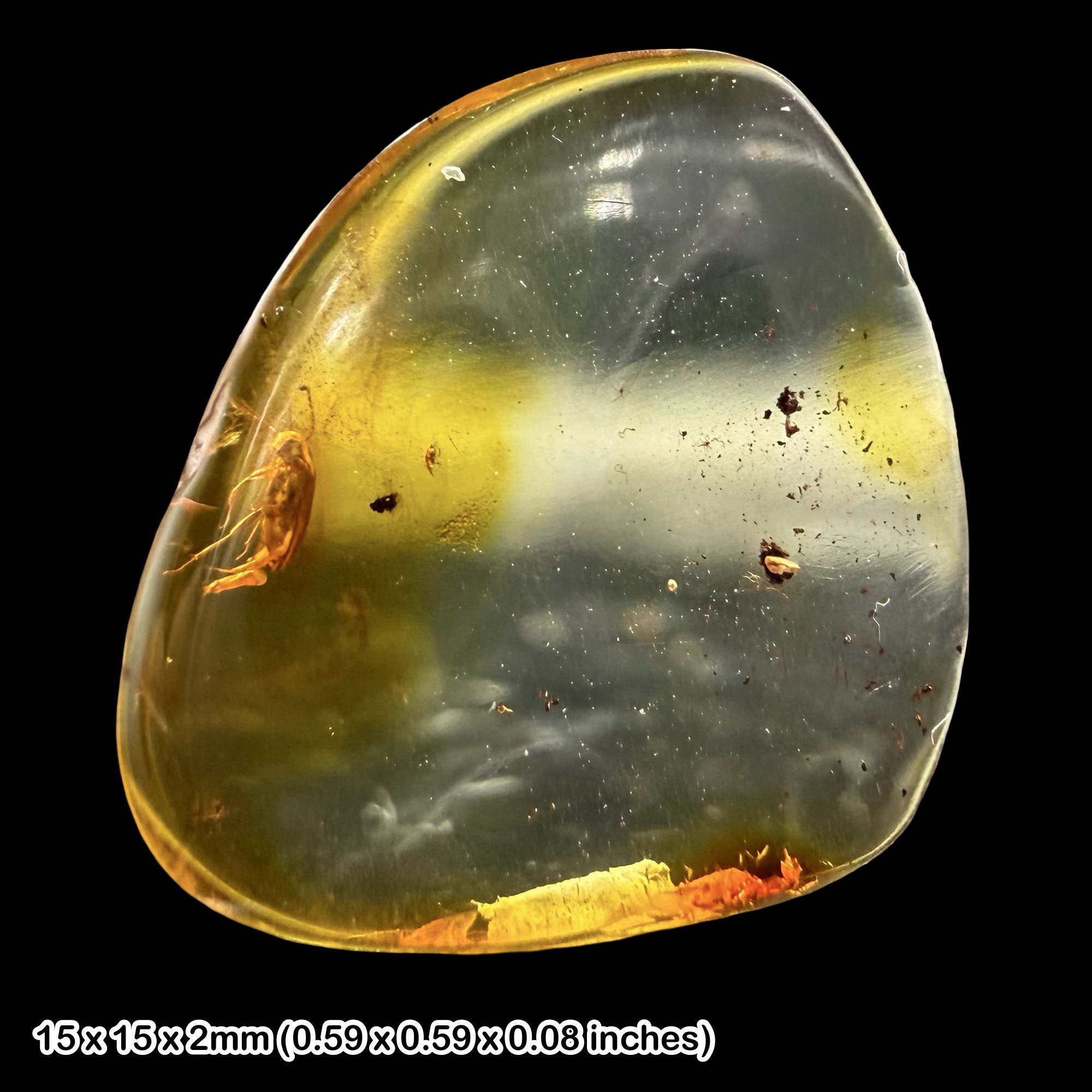 Baltic Amber Fossil False Flower Beetle Scraptiinae Eocene Amber Fossil Baltic Sea Insect Inclusion with Preserved Genitalia