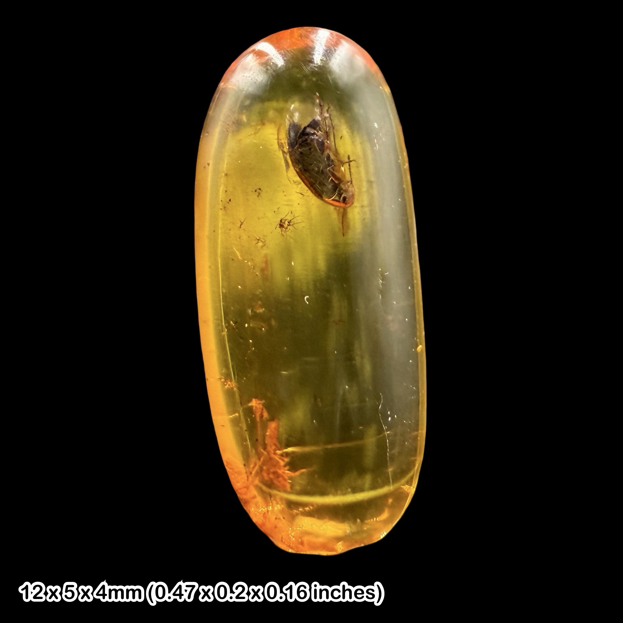 Baltic Amber Fossil False Flower Beetle Scraptiidae Anaspidinae Eocene Amber Fossil Baltic Sea Prehistoric Insect Inclusion Specimen