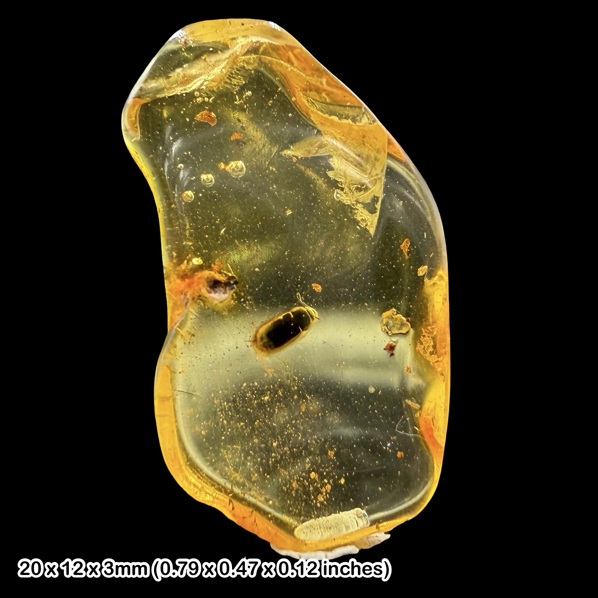 Baltic Amber Fossil Hairy Fungus Beetle Crowsonium Mycetophagidae Eocene Amber Fossil Baltic Sea Prehistoric Insect Inclusion Specimen