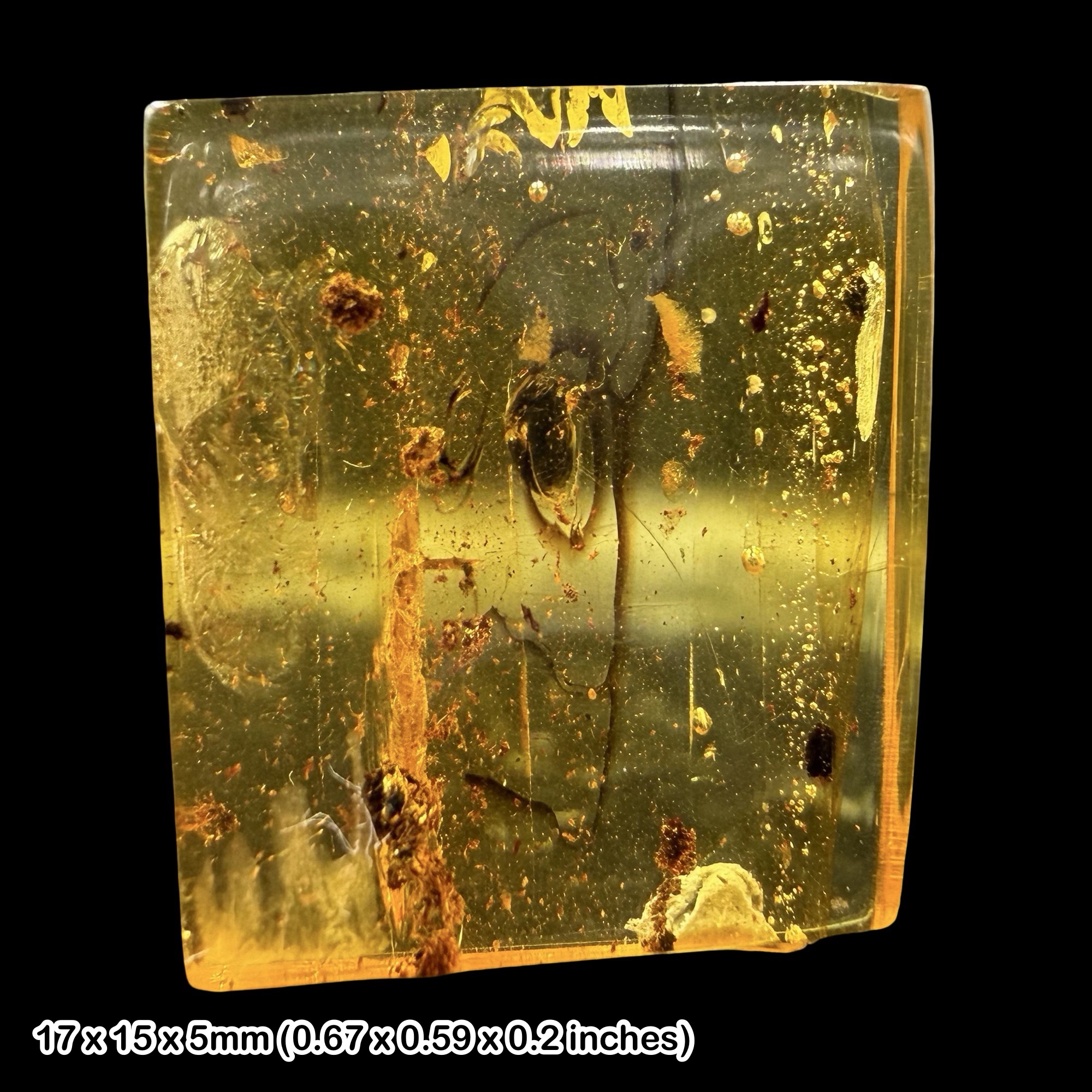 Baltic Amber Fossil Carpet Beetle Dermestidae Eocene Amber Fossil Baltic Sea Prehistoric Insect Inclusion Specimen