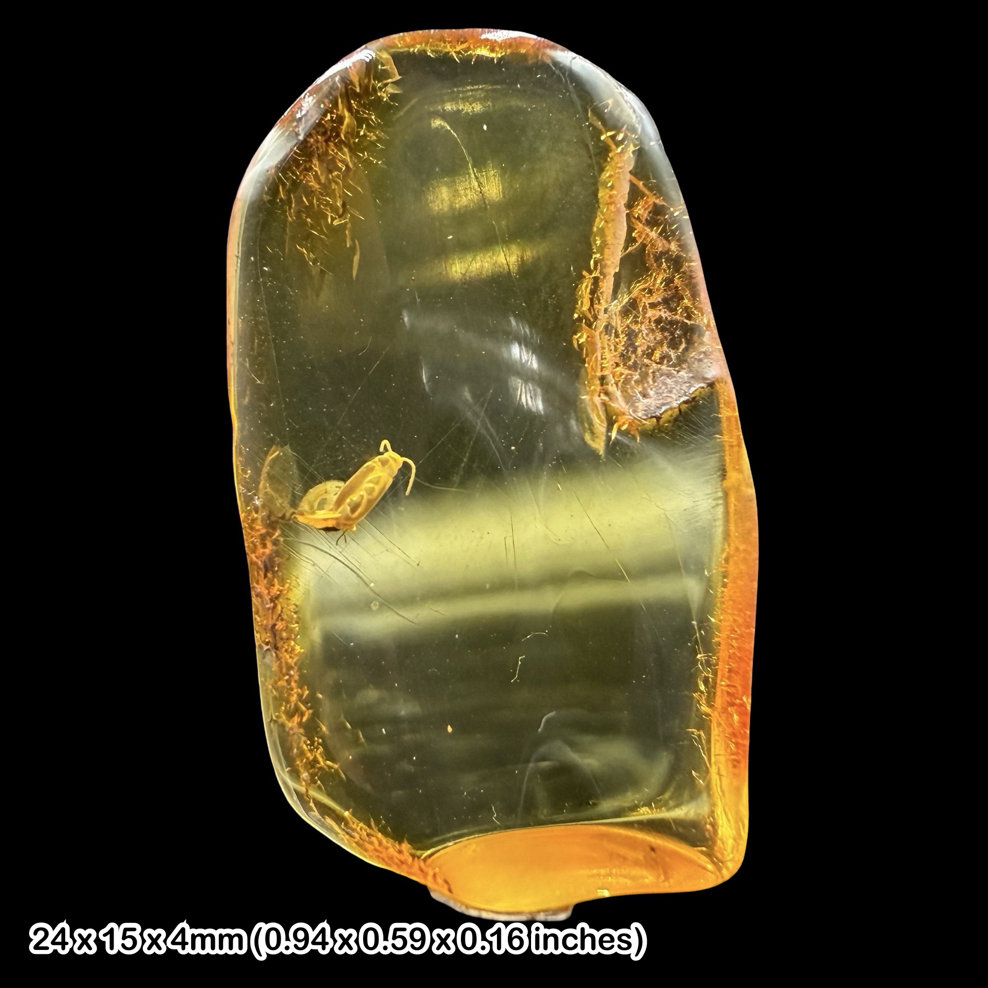 Baltic Amber Fossil False Flower Beetle Scraptiinae Eocene Amber Fossil Baltic Sea Prehistoric Insect Inclusion Specimen