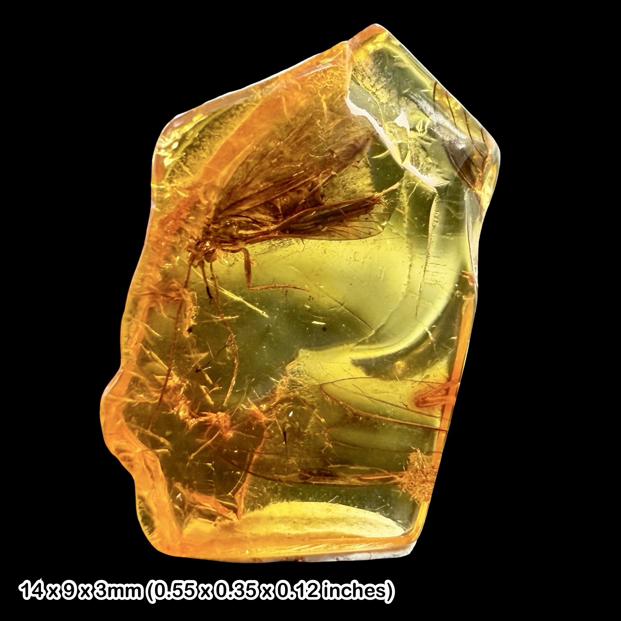 Baltic Amber Fossil Caddisfly Inclusion Trichoptera Eocene Insect Genuine Fossil with Certificate of Authenticity