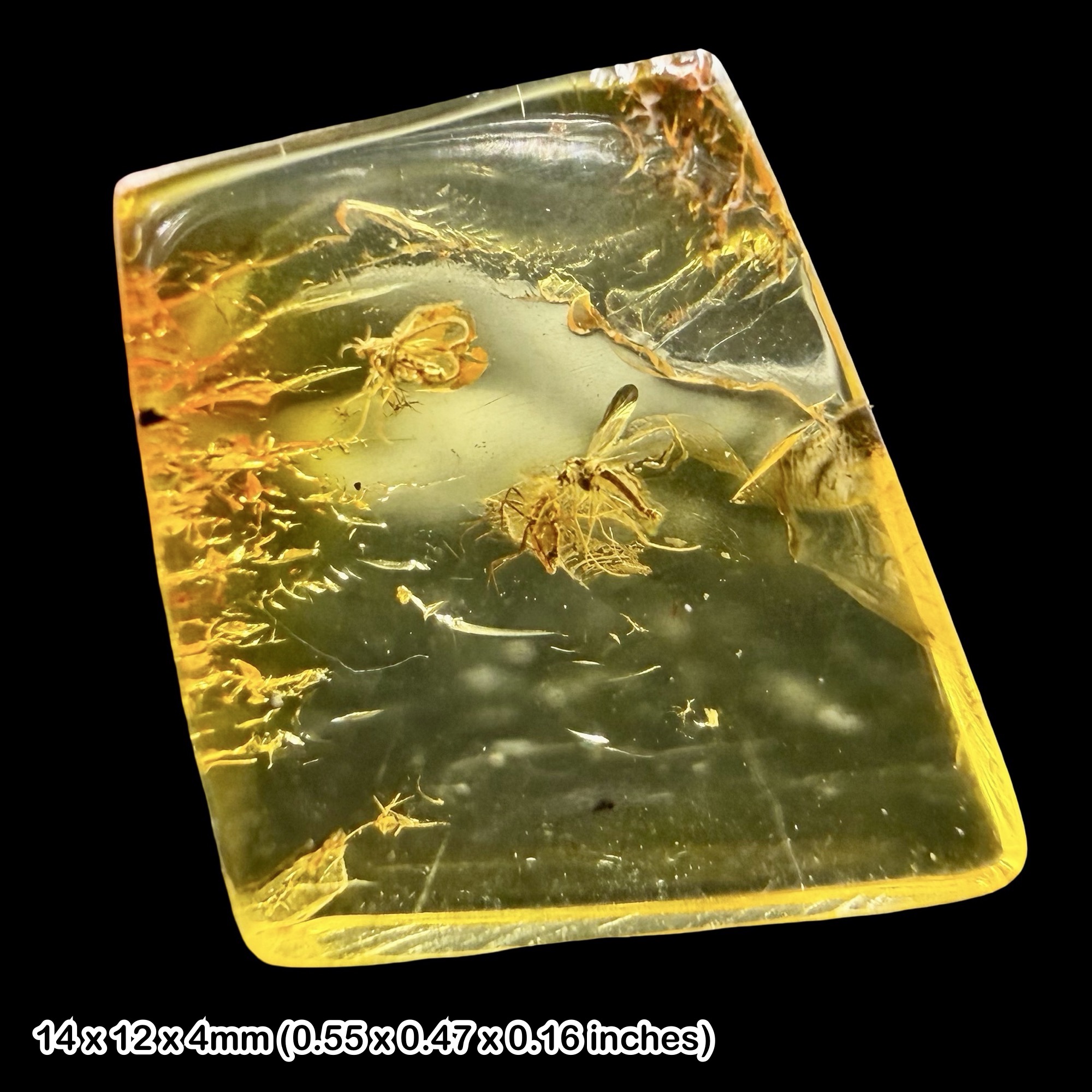 Baltic Amber Fossil Non Biting Midges Chironomidae Eocene Insect Inclusion Genuine Fossil with Certificate of Authenticity