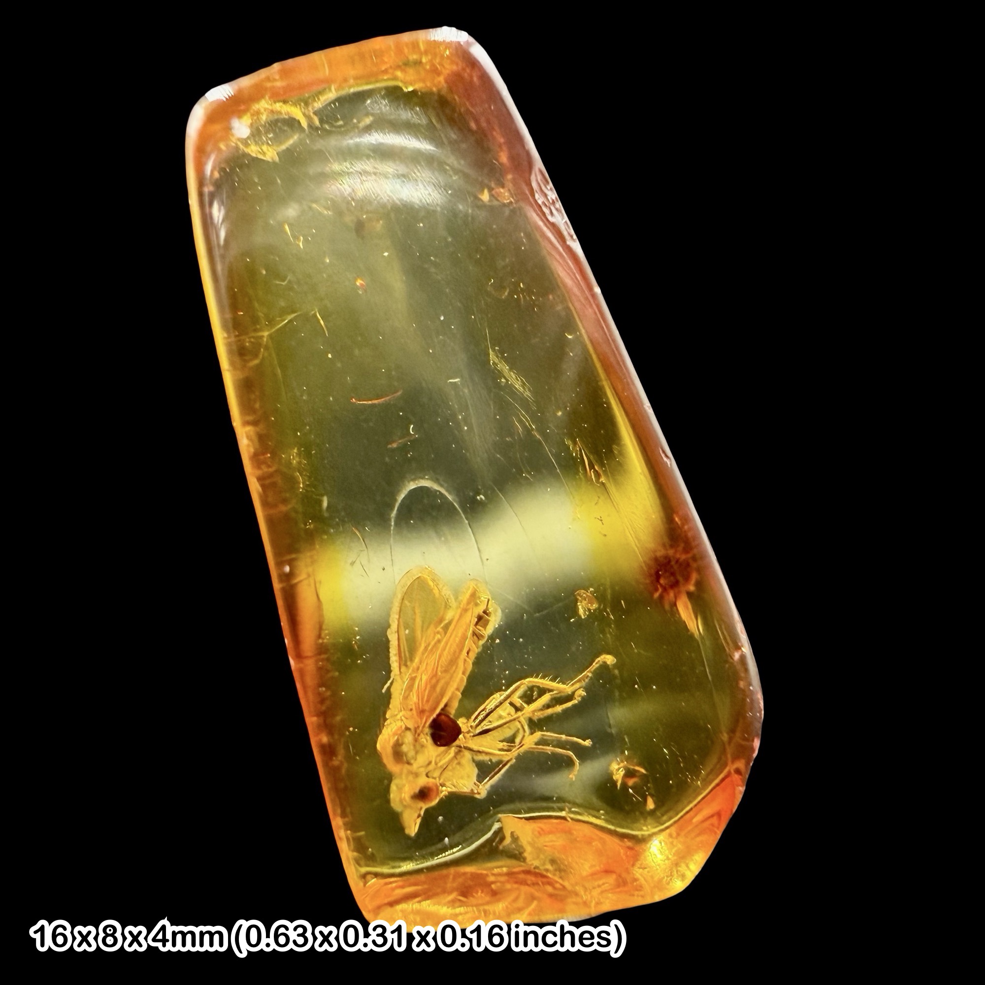 Baltic Amber Fossil Dance Fly Empididae Eocene Insect Inclusion Genuine Fossil with Certificate of Authenticity