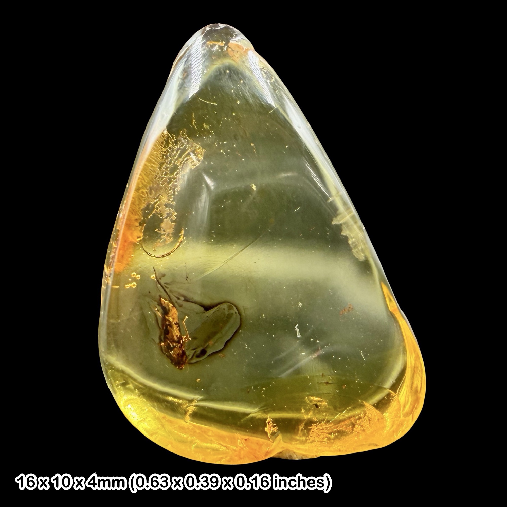Baltic Amber Fossil Leafhopper Cicadellidae Spread Wing Eocene Insect Genuine Fossil with Certificate of Authenticity