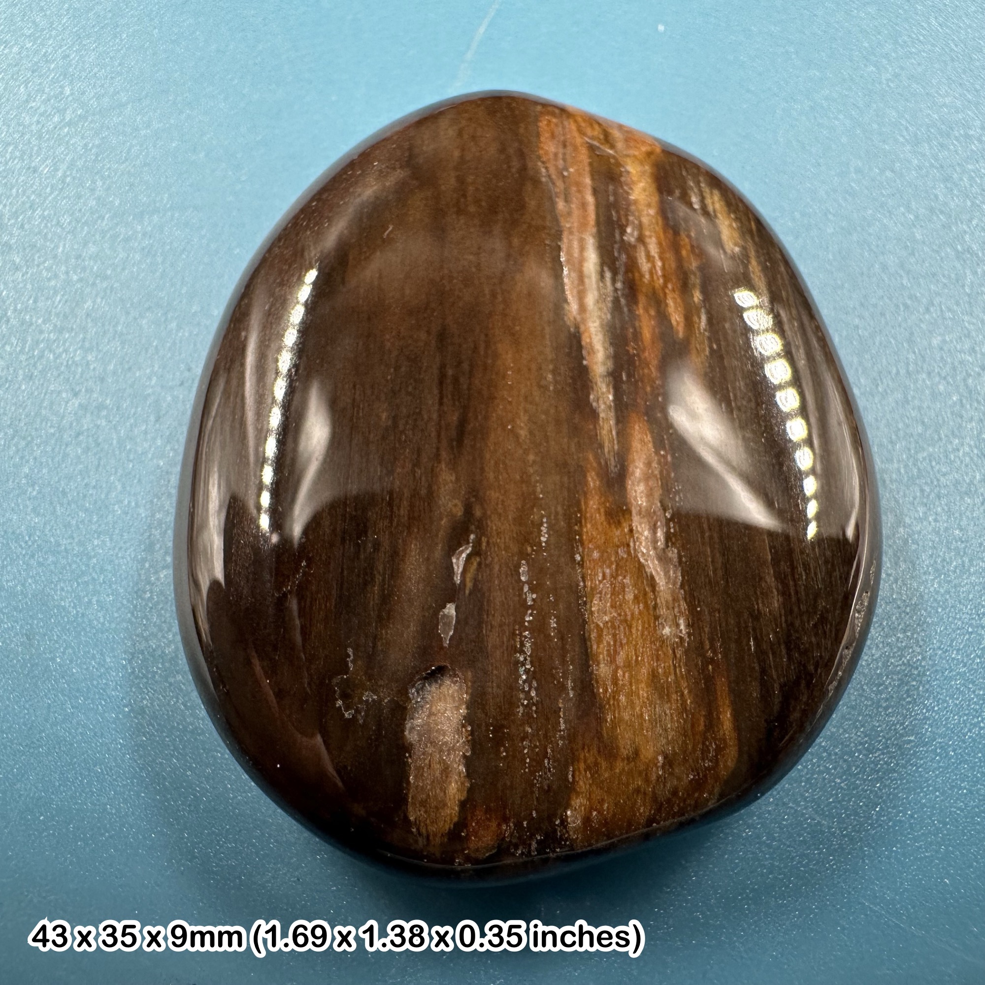 Fossil Wood Worry Stone Palm Stone Madagascar 40–50mm Genuine Petrified Wood | Authentic Polished Fossilised Tree Specimen with COA