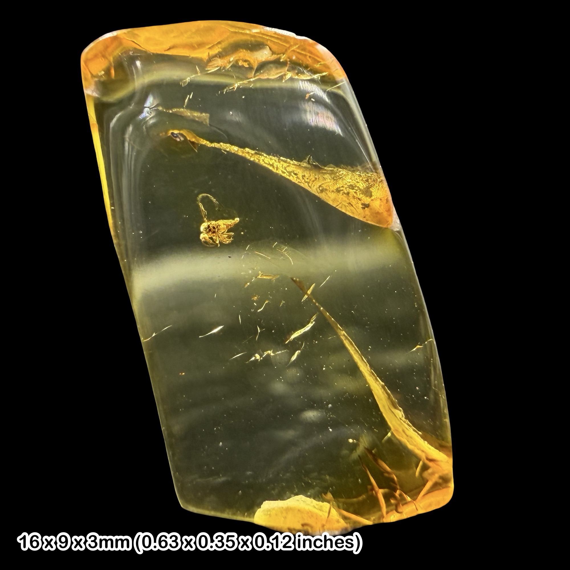 Baltic Amber Fossil Biting Midge Ceratopogonidae Eocene Insect Inclusion Genuine Fossil with Certificate of Authenticity