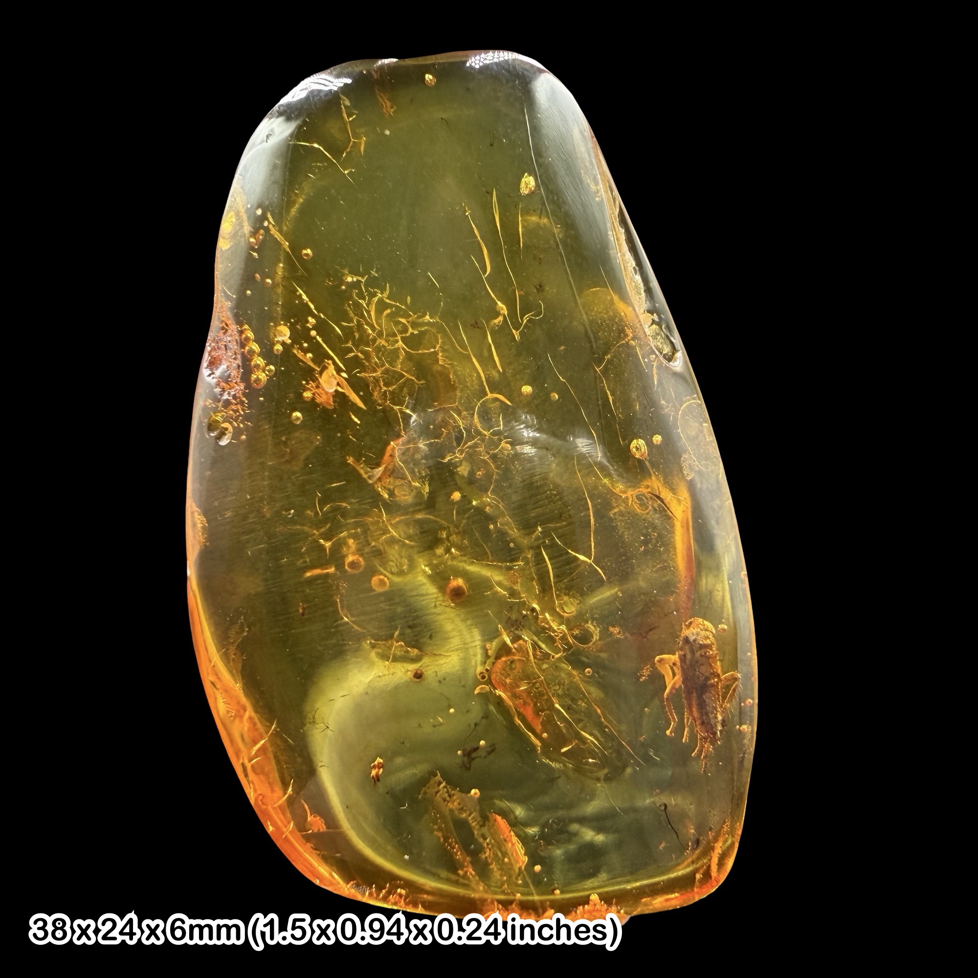 Fossil Amber Inclusion Cicadellidae Leafhopper Baltic Eocene Insect Specimen Genuine Certified Amber Fossil Leafhopper