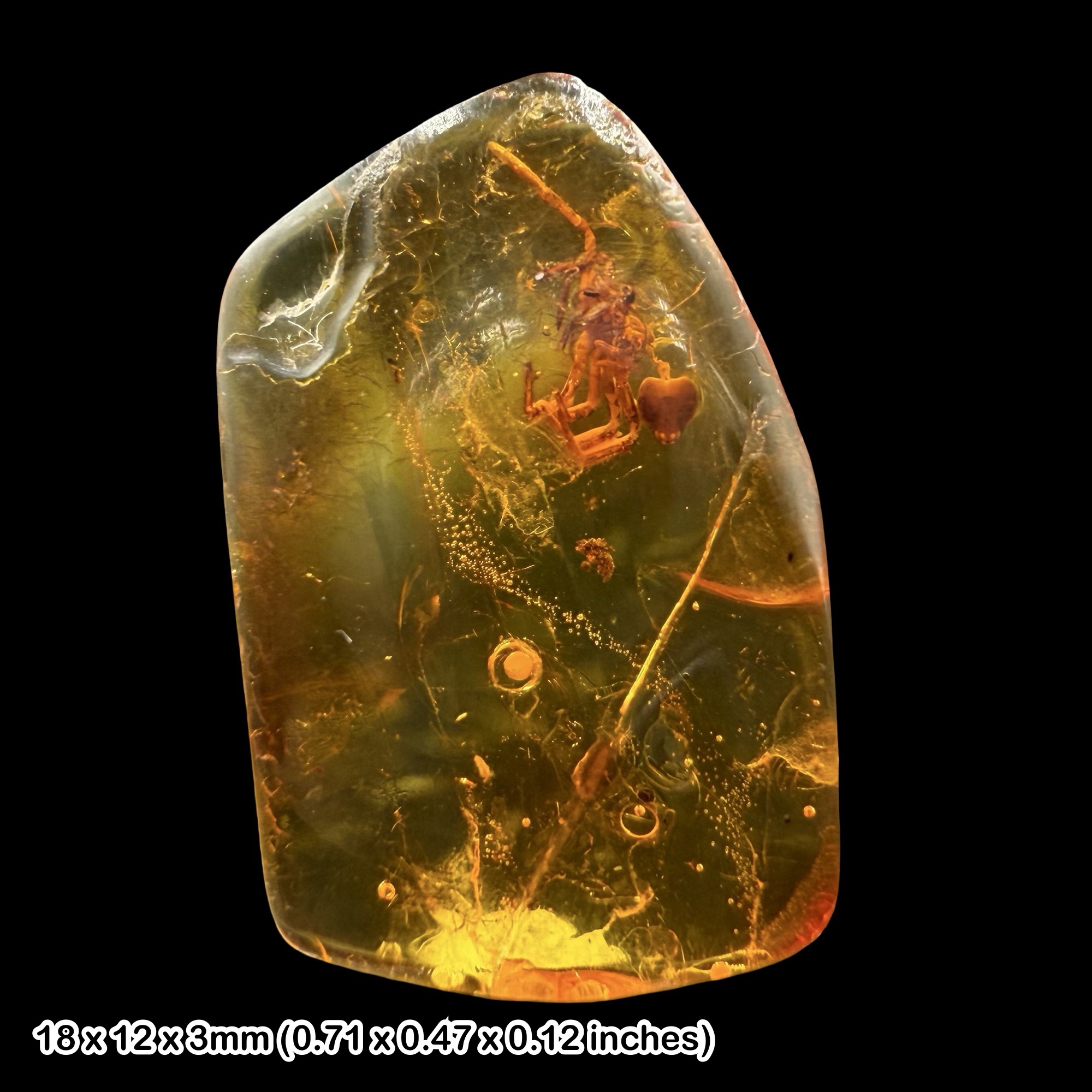 Fossil Amber Inclusion Spider Exuviae Baltic Eocene Araneae Specimen Genuine Spider Molt Amber Fossil Certified 56-33.9 MYA Baltic Sea