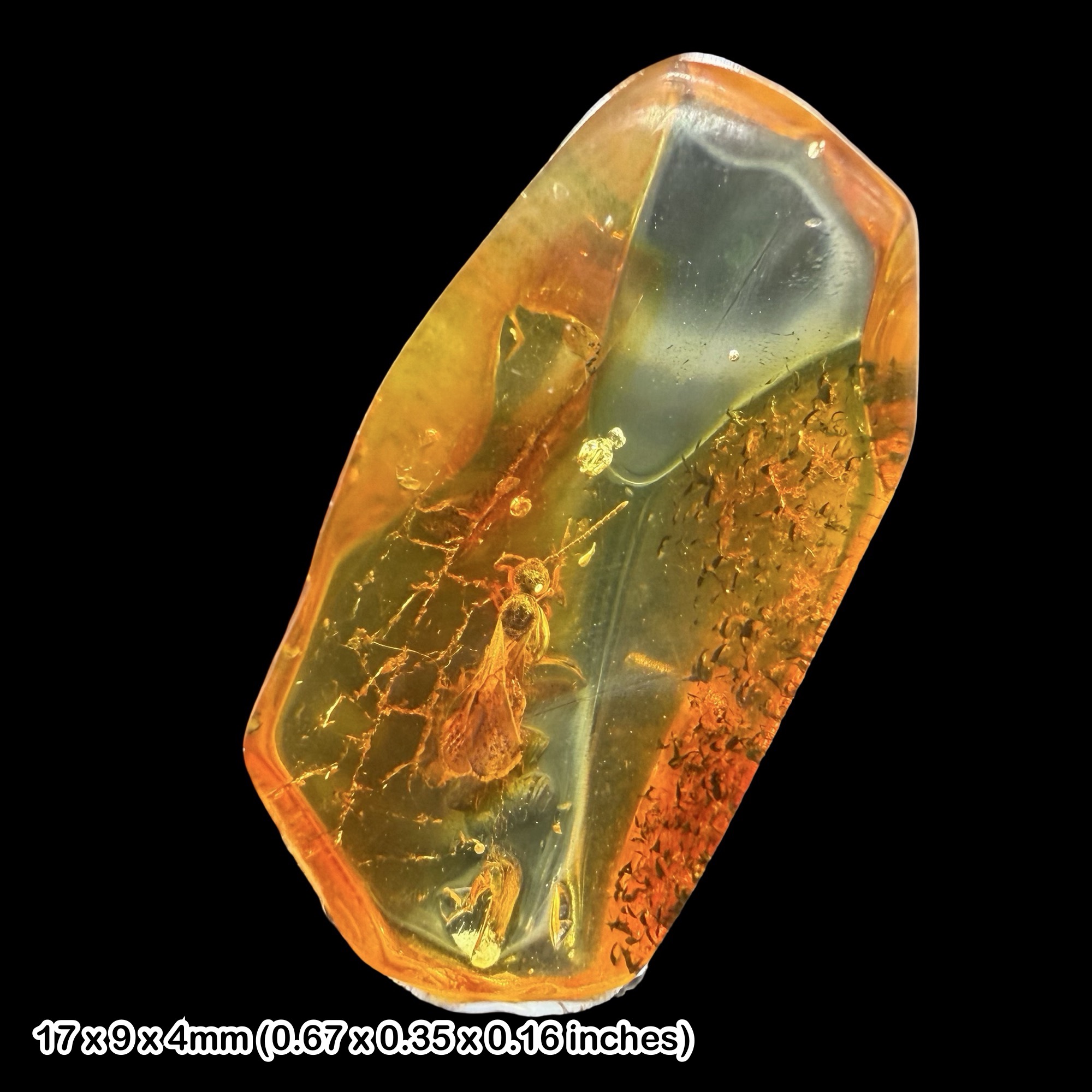 Fossil Amber Inclusion Winged Ant Myrmicinae Baltic Eocene Specimen Formicidae Winged Ant Amber Fossil Genuine Certified