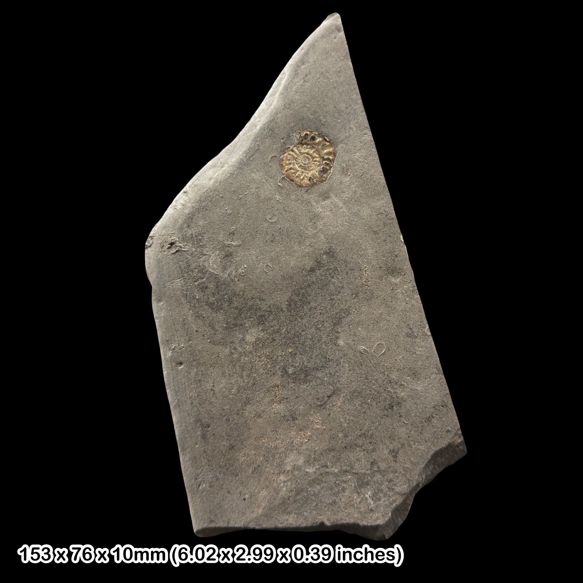 Iridescent Psiloceras Ammonite Fossil Multi Slab Jurassic UK Blue Lias Somerset Display Specimen with COA